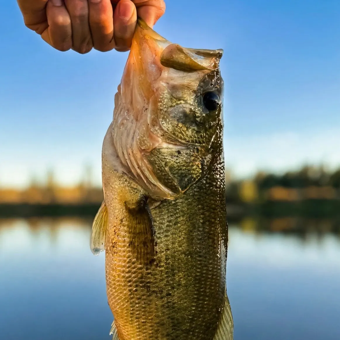 Largemouth bass caught on Fishbrain