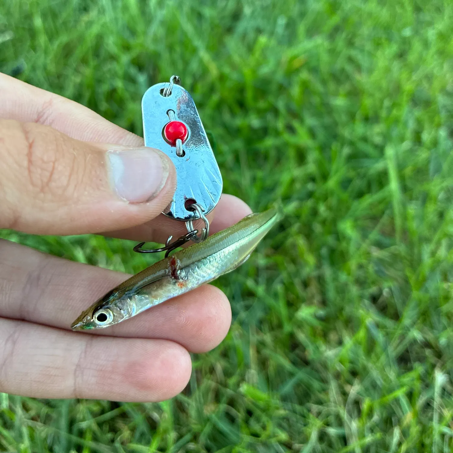 Northern pike caught on Fishbrain