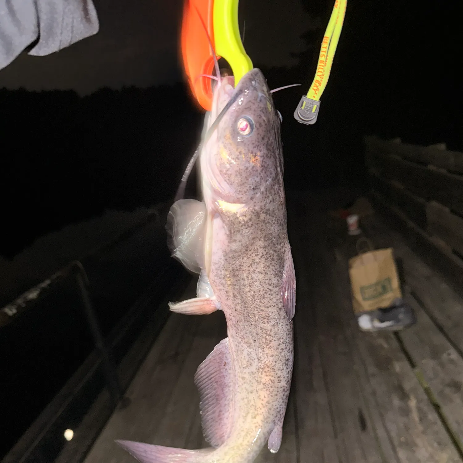 Blue catfish caught on Fishbrain