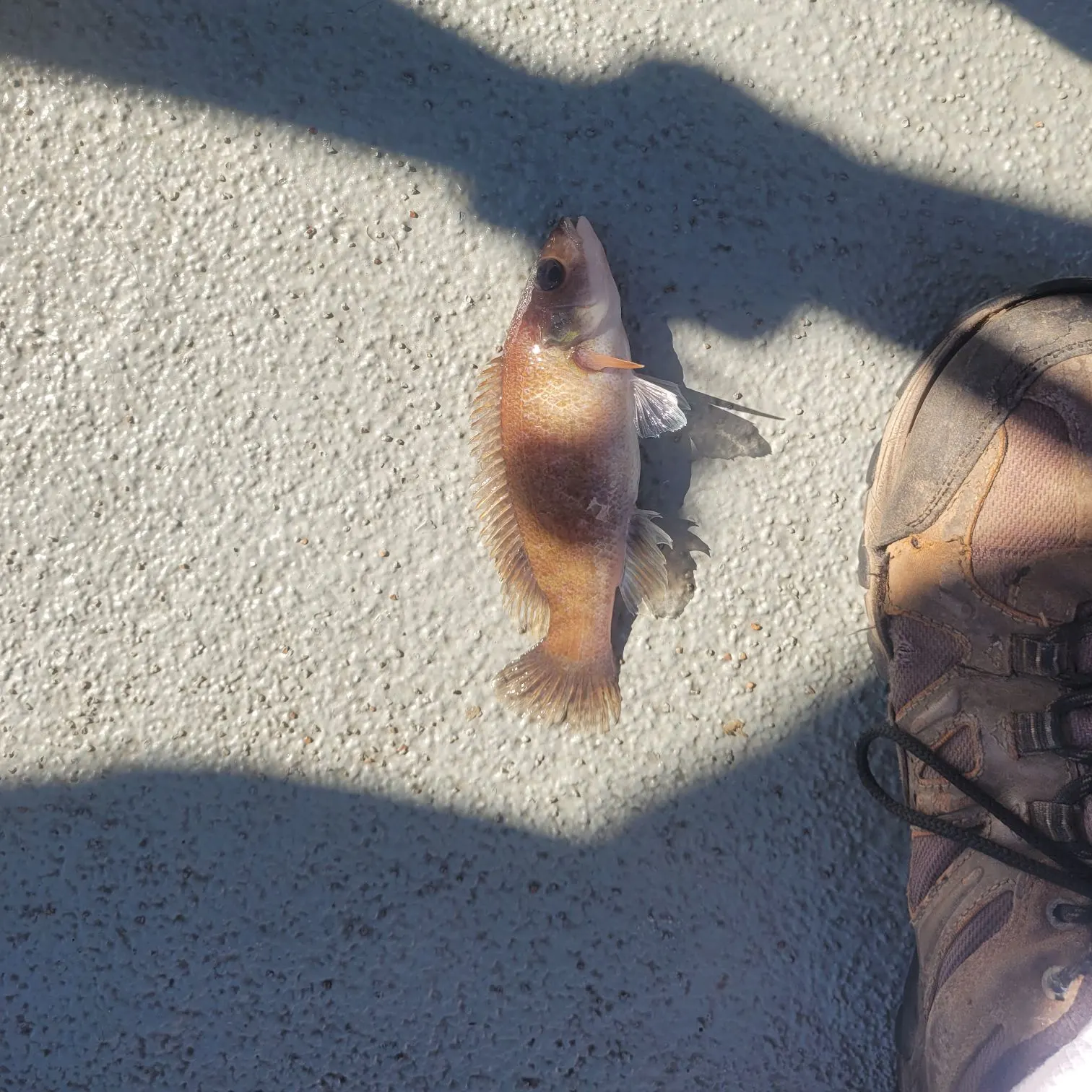 The most recent Cunner catches on Fishbrain