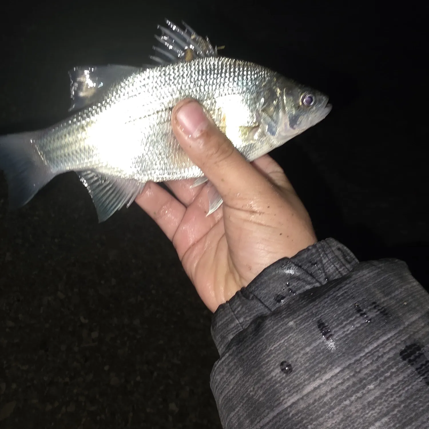 White bass caught on Fishbrain