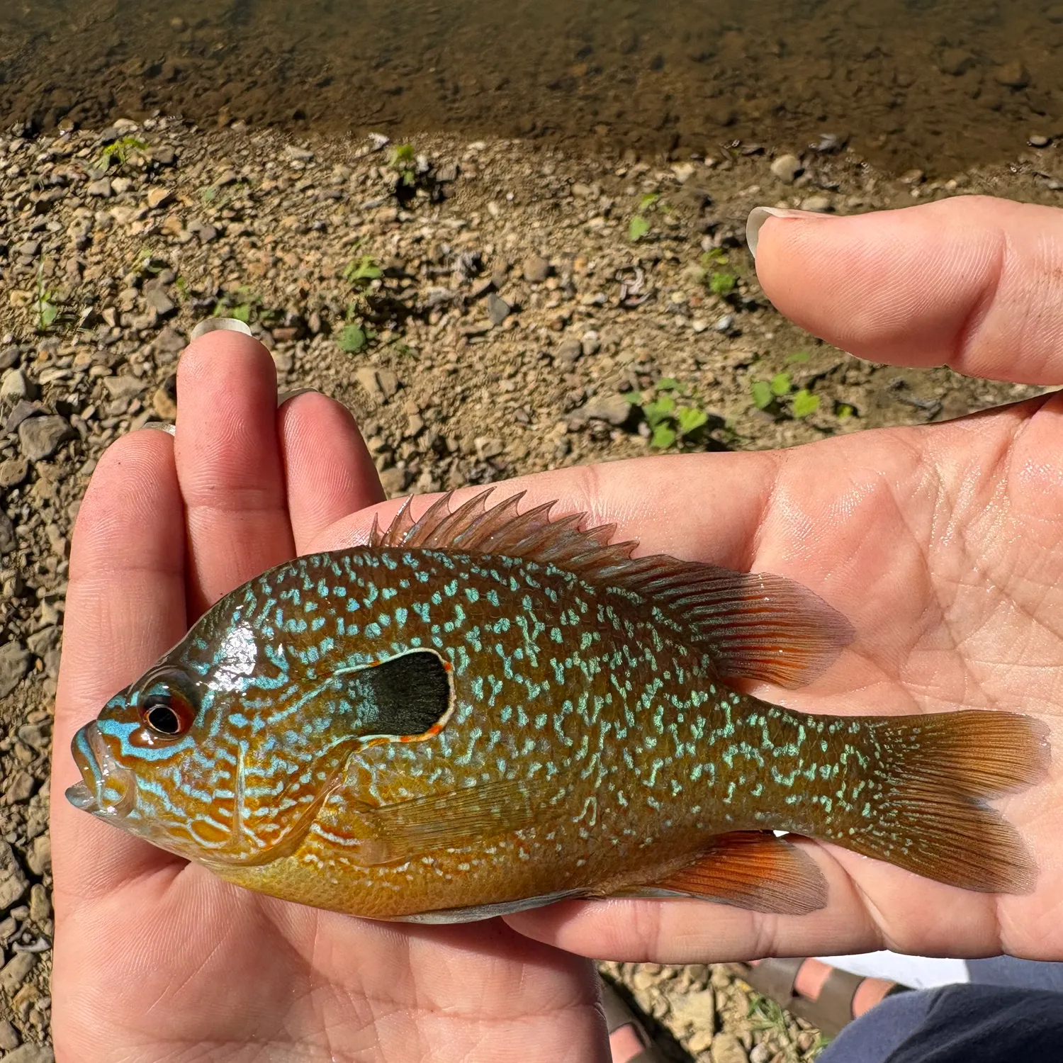 Longear sunfish caught on Fishbrain