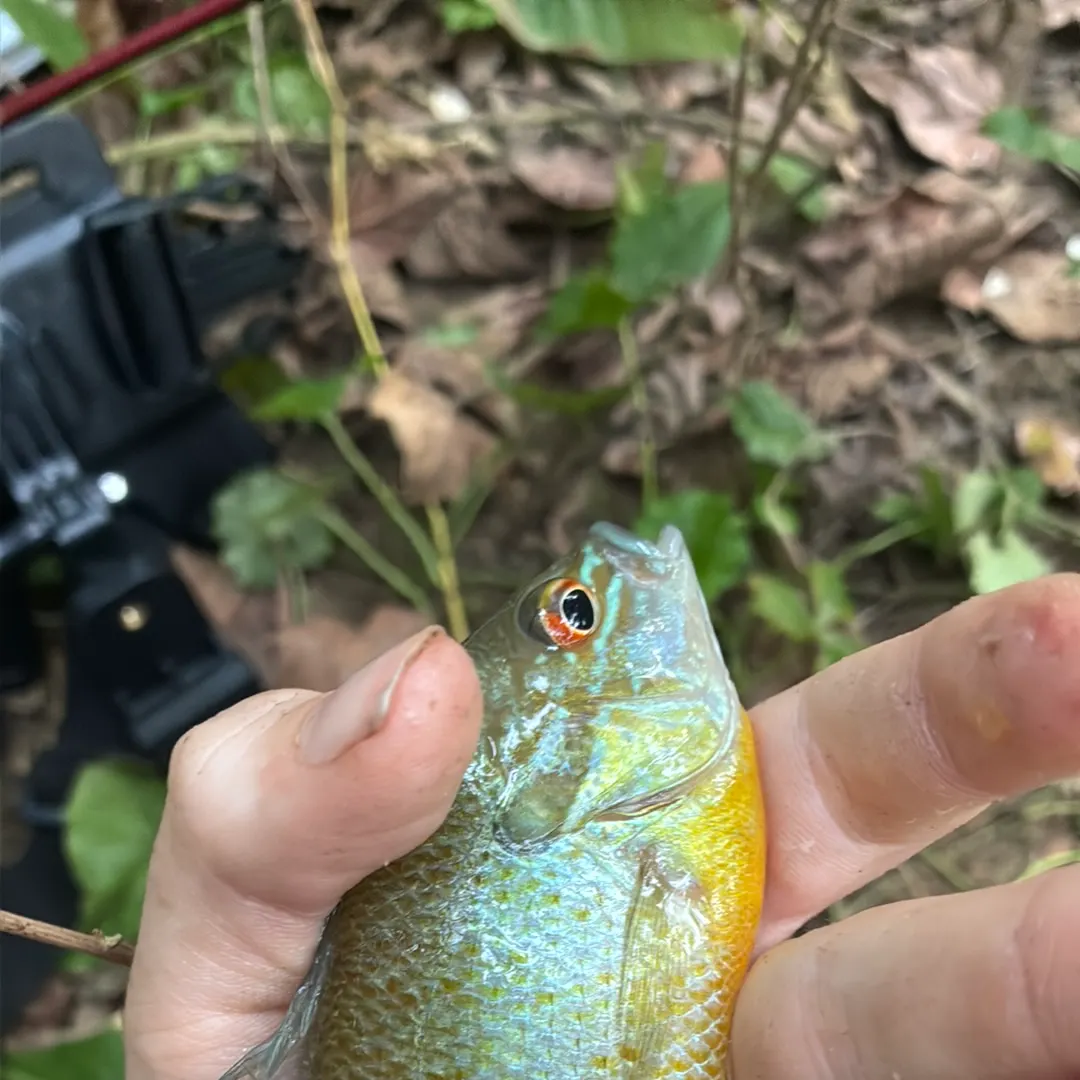 Redbreast sunfish caught on Fishbrain