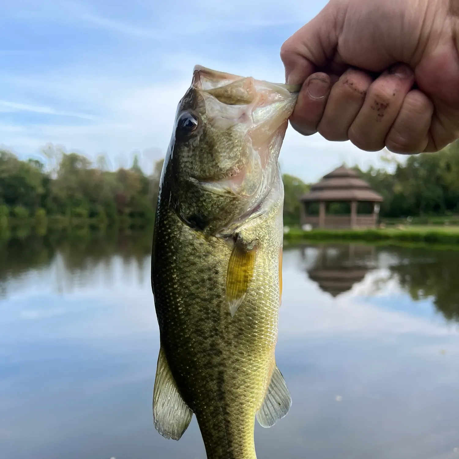 Largemouth bass caught on Fishbrain