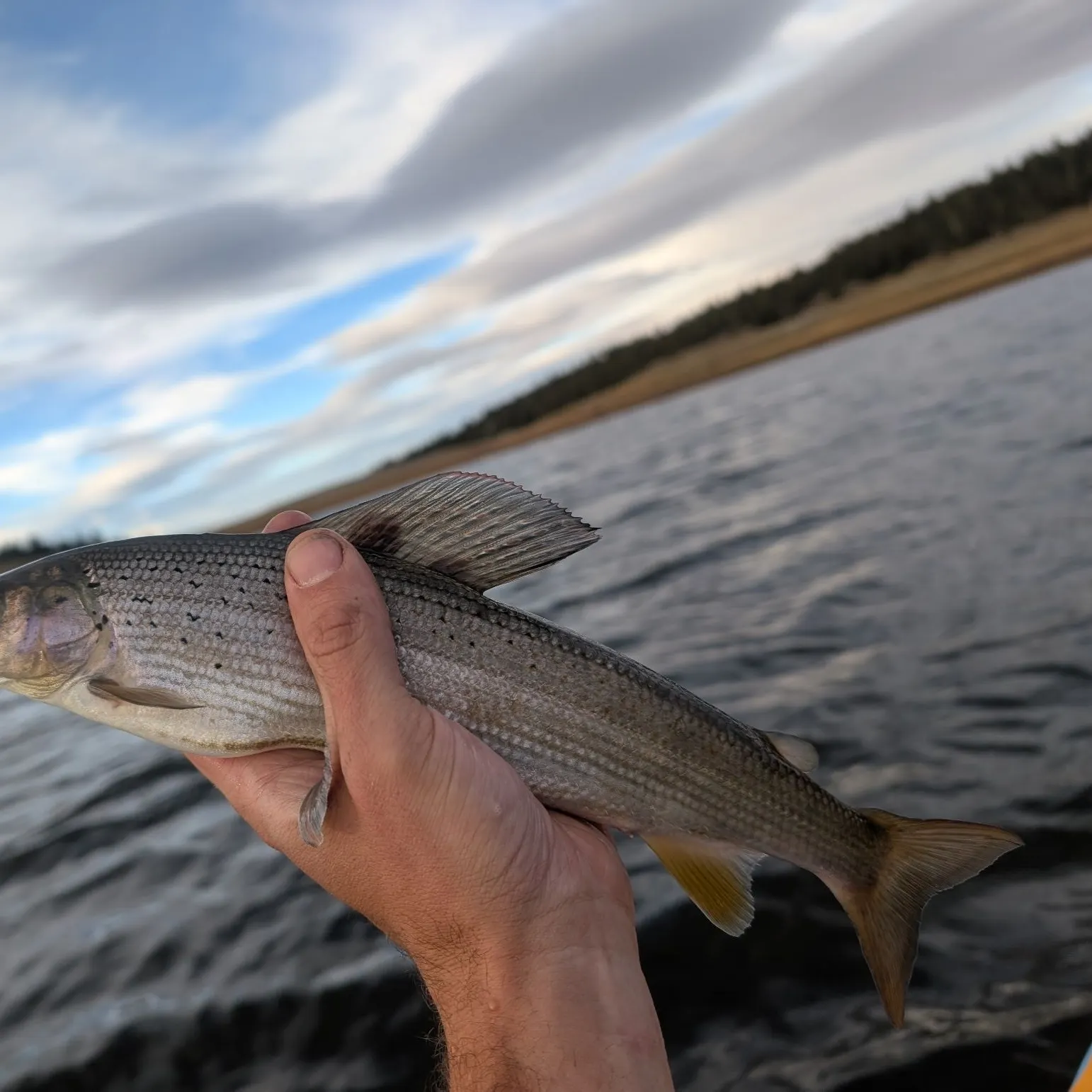 Arctic grayling caught on Fishbrain