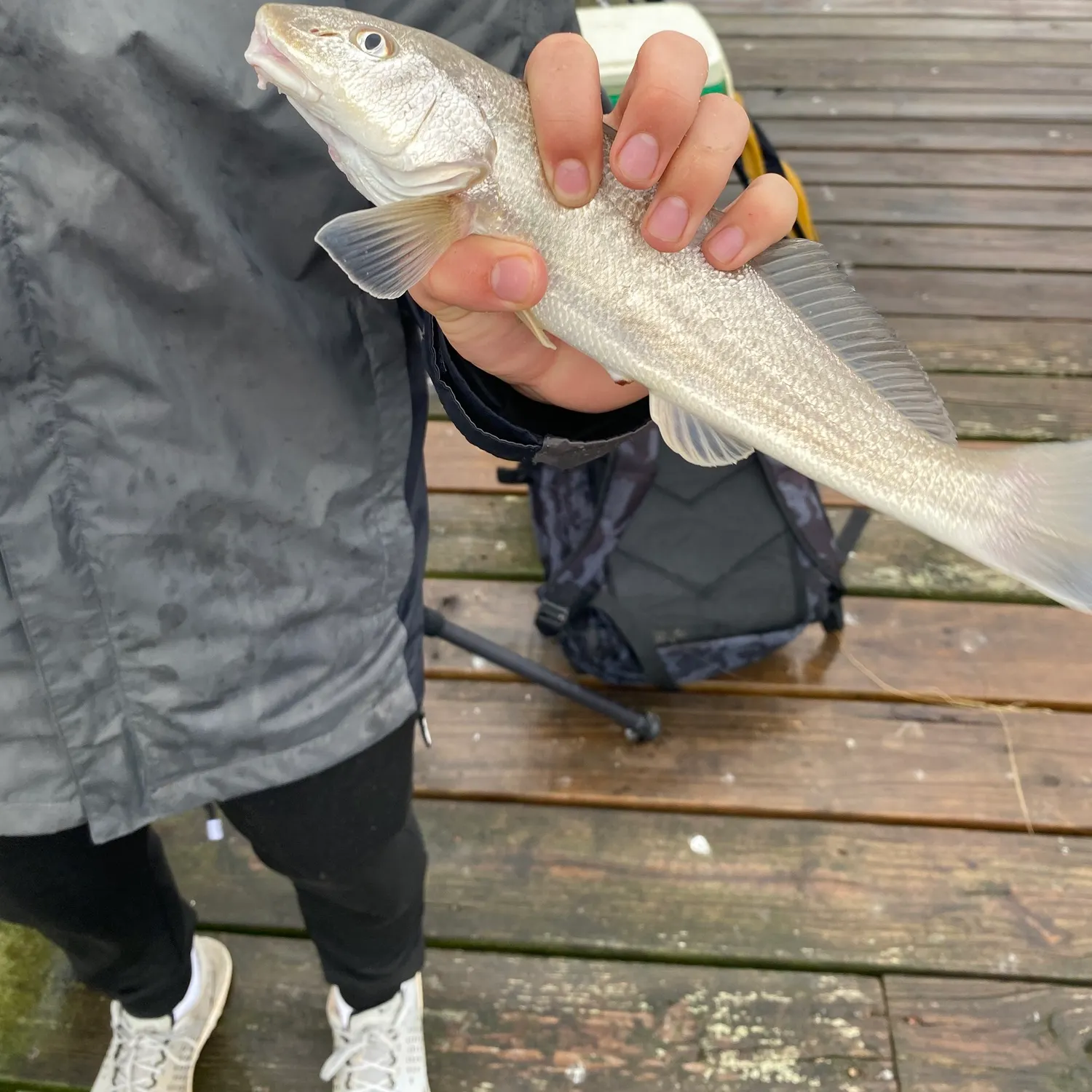 The most recent Gulf kingcroaker catches on Fishbrain