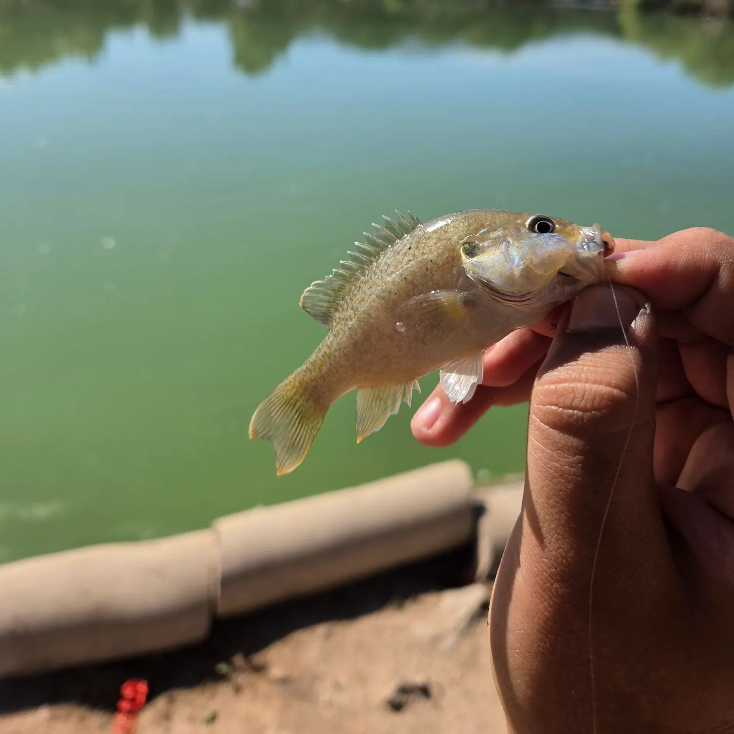 Fish caught on Fishbrain