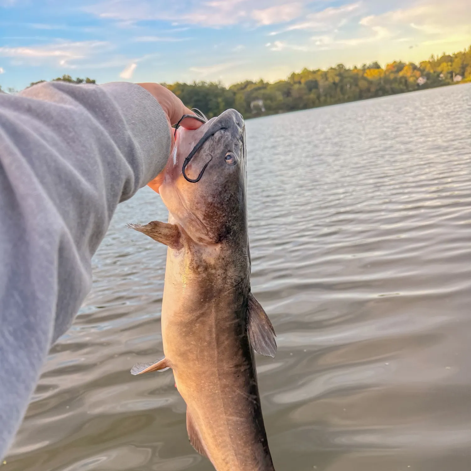 Channel catfish caught on Fishbrain