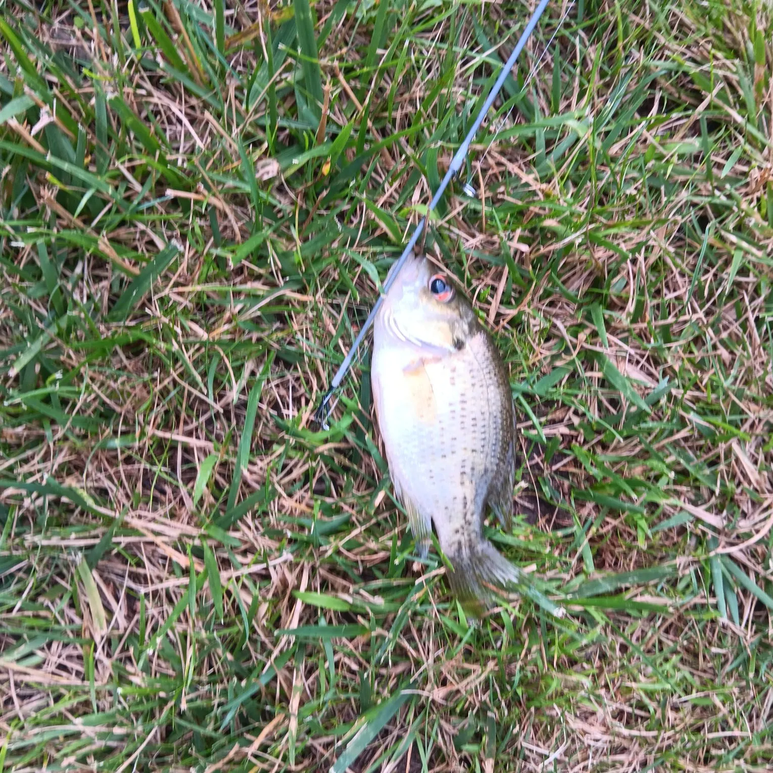 The most recent Rock bass catches on Fishbrain