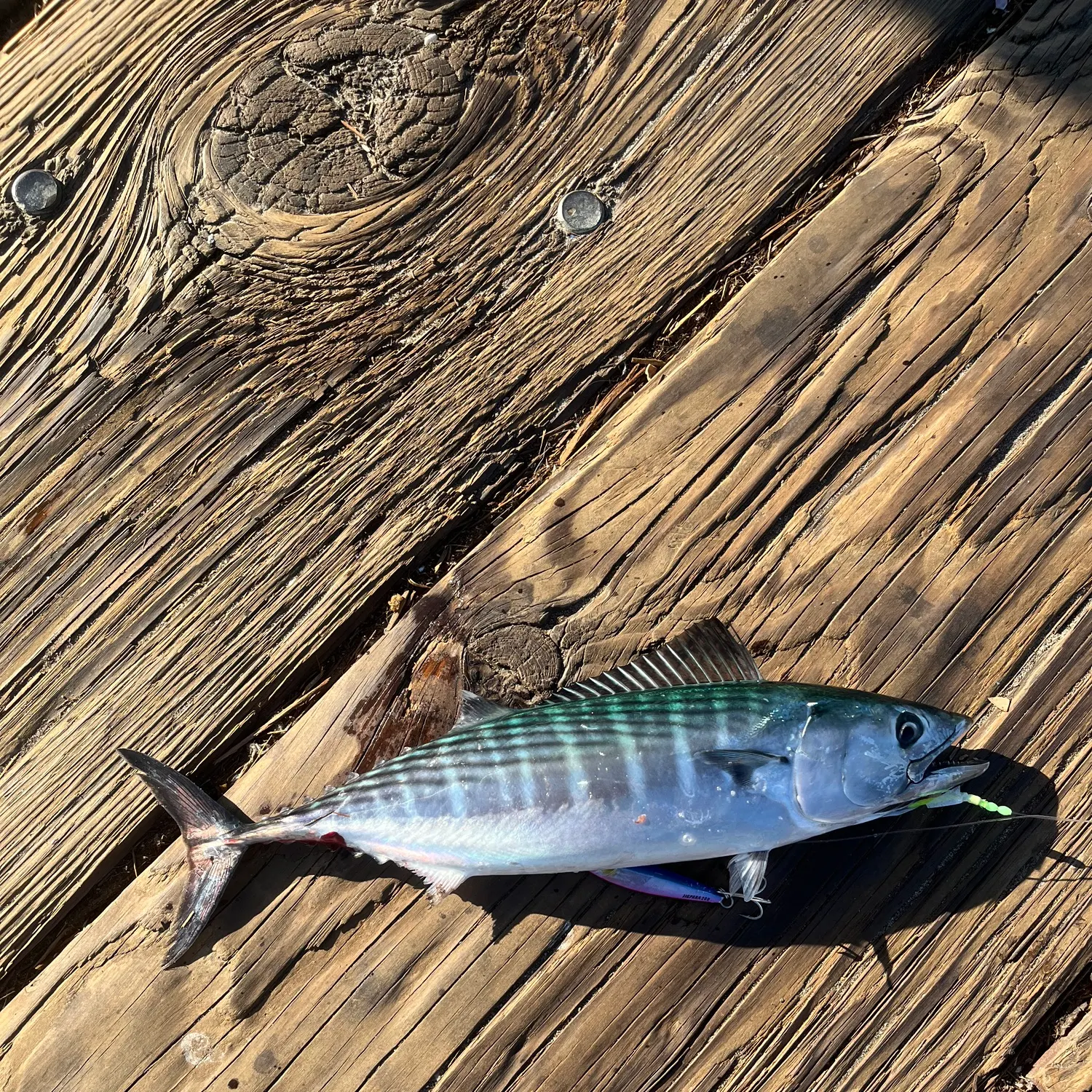 Pacific bonito caught on Fishbrain