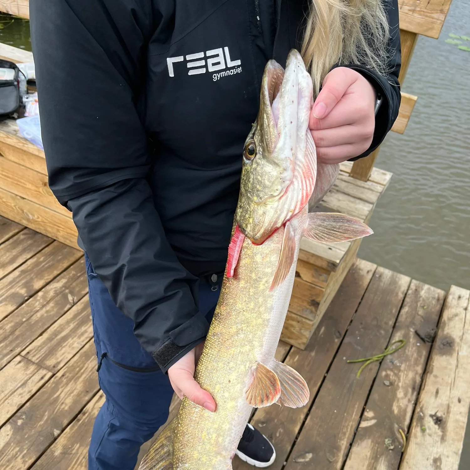 Northern pike caught on Fishbrain