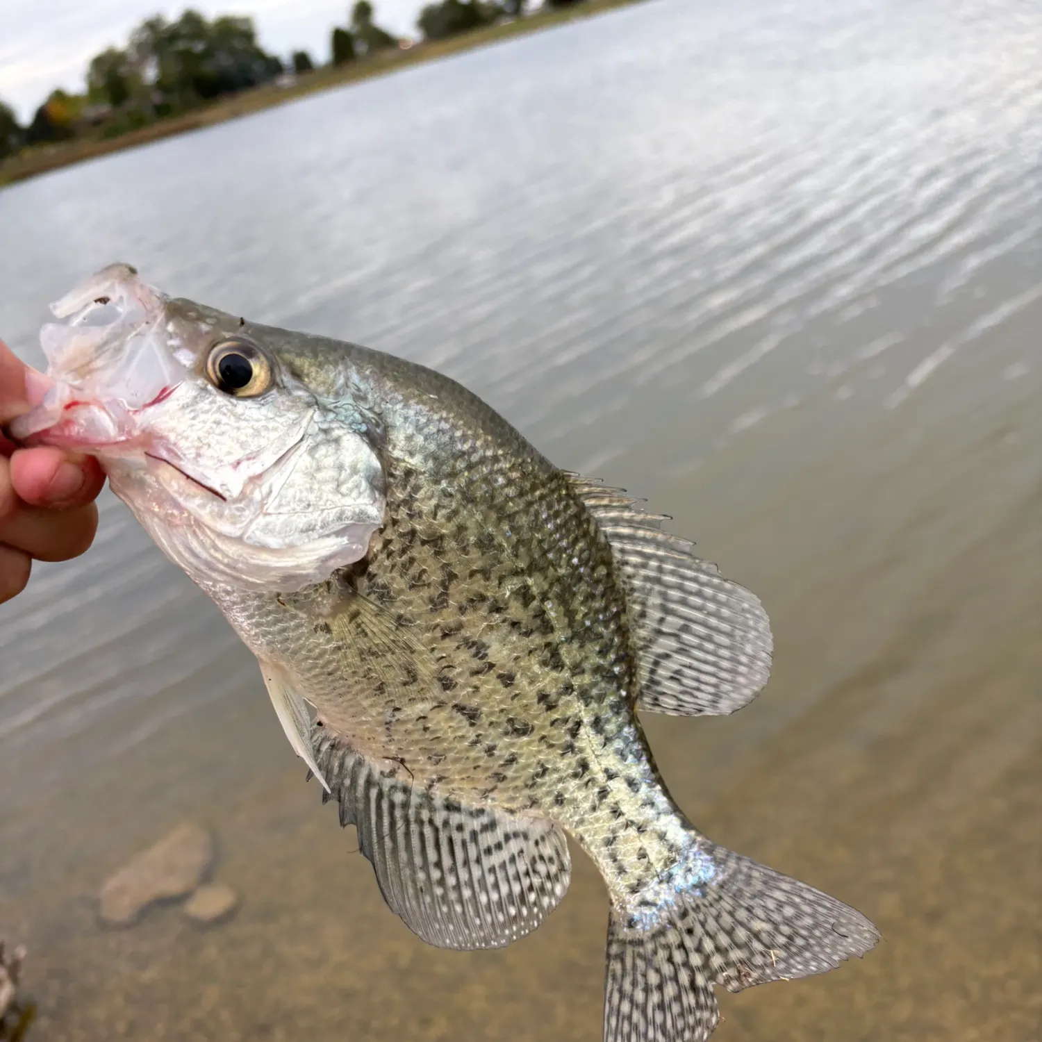 Black crappie caught on Fishbrain