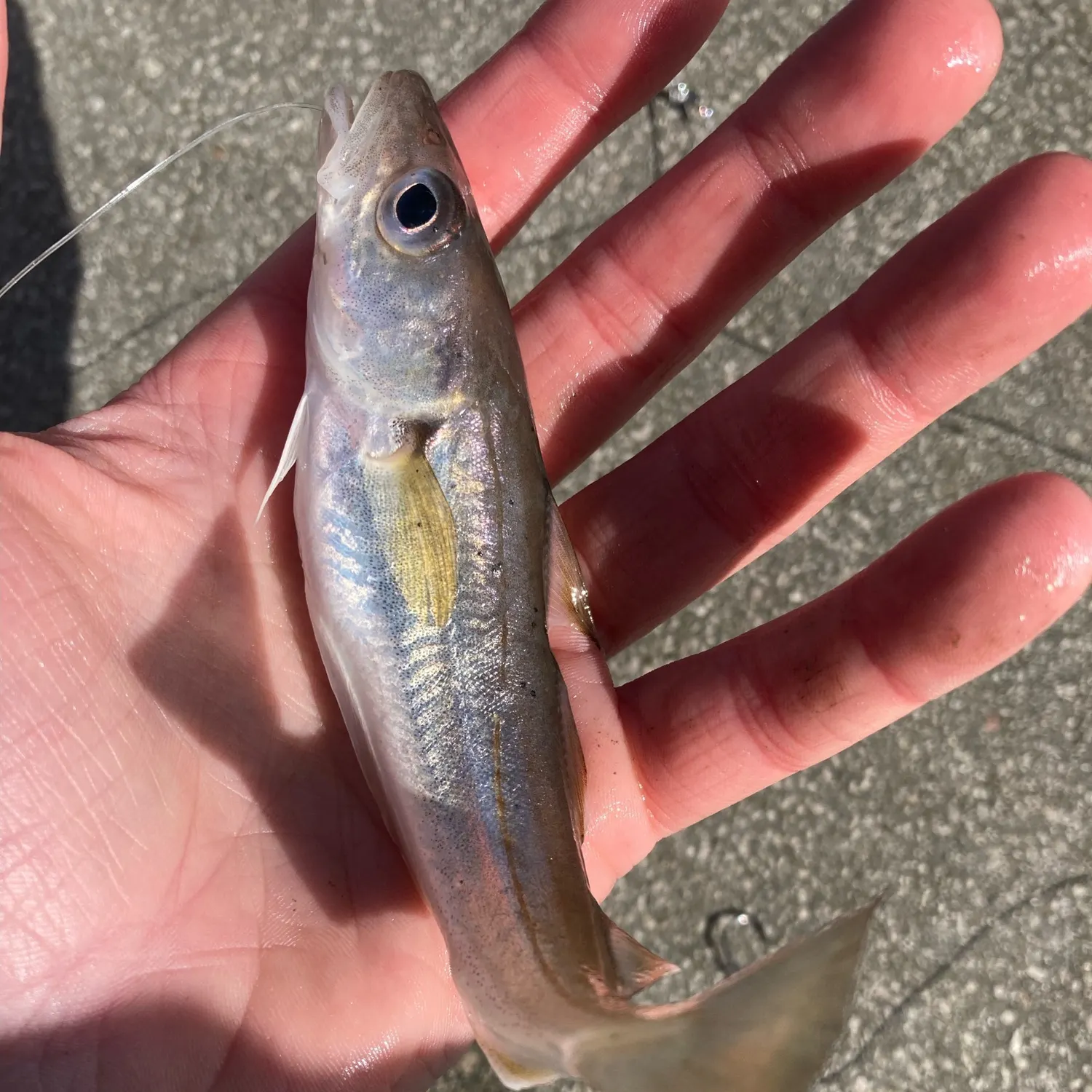 The most recent Whiting catches on Fishbrain