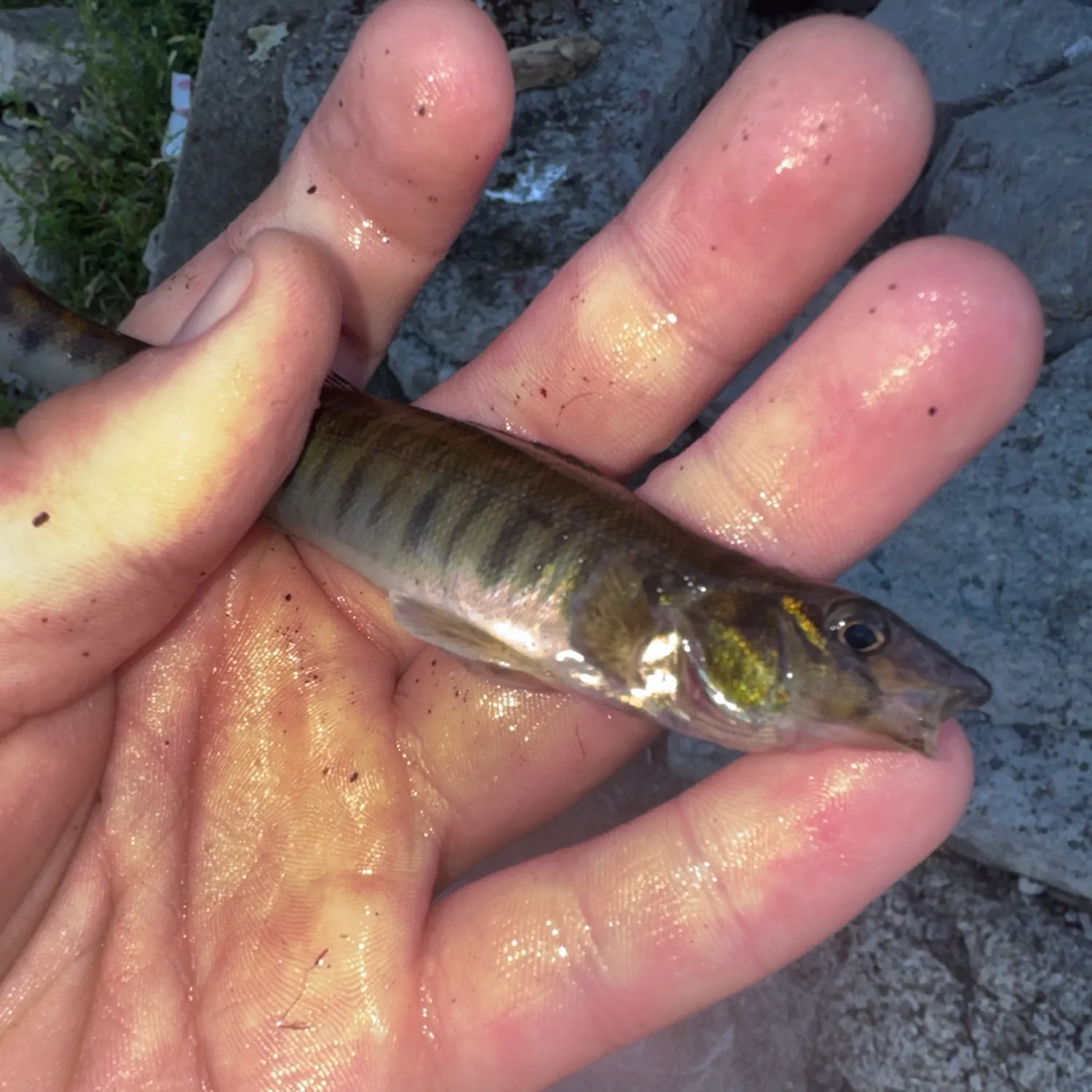 Common logperch caught on Fishbrain