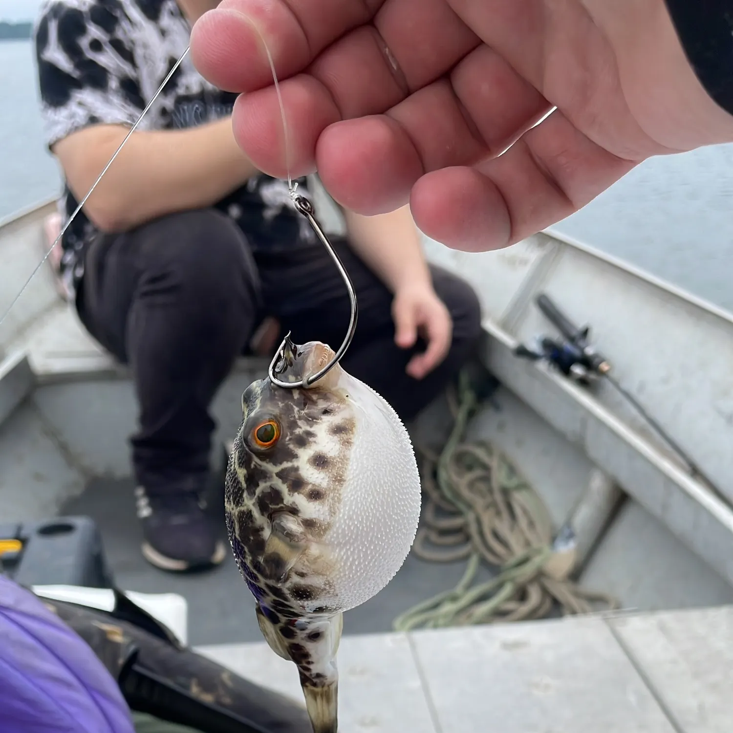 Southern puffer caught on Fishbrain