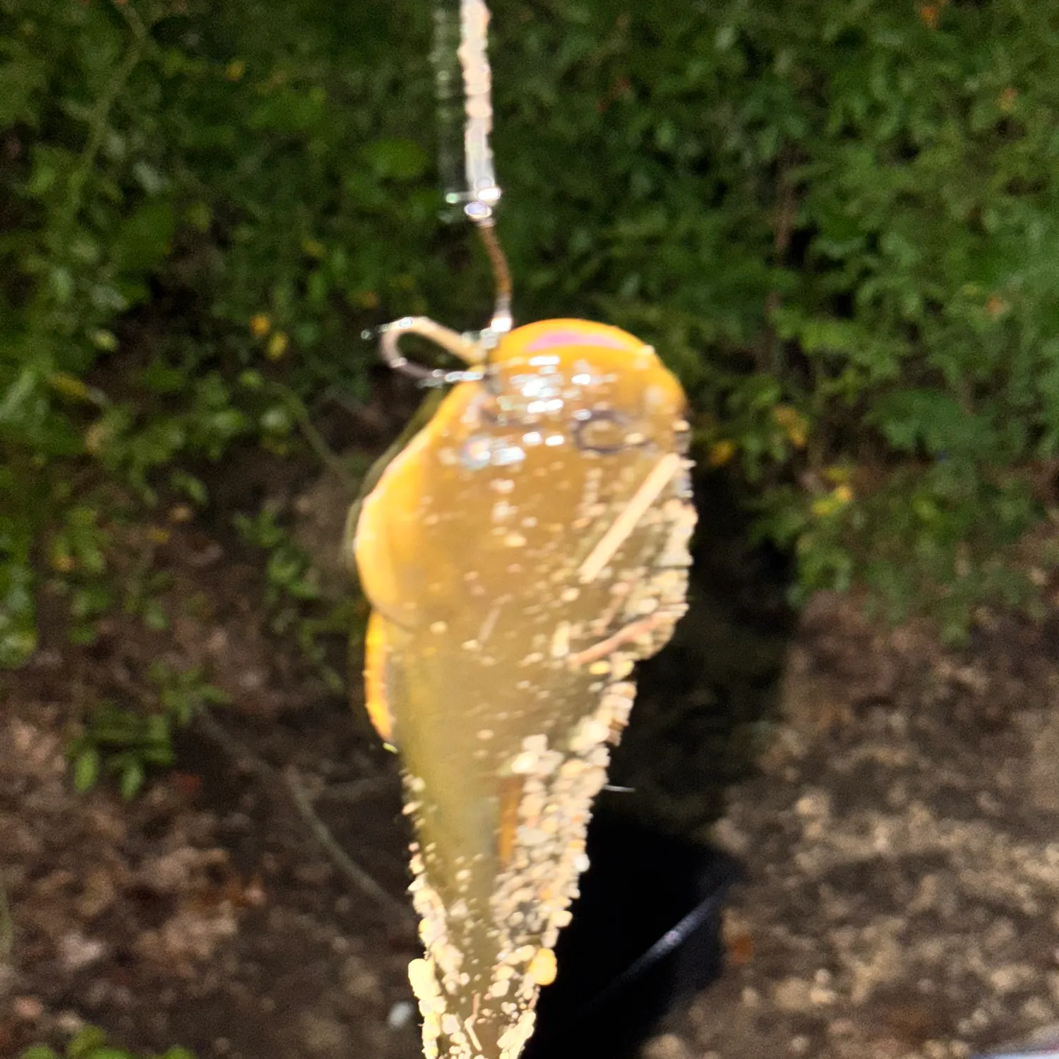 Black bullhead caught on Fishbrain