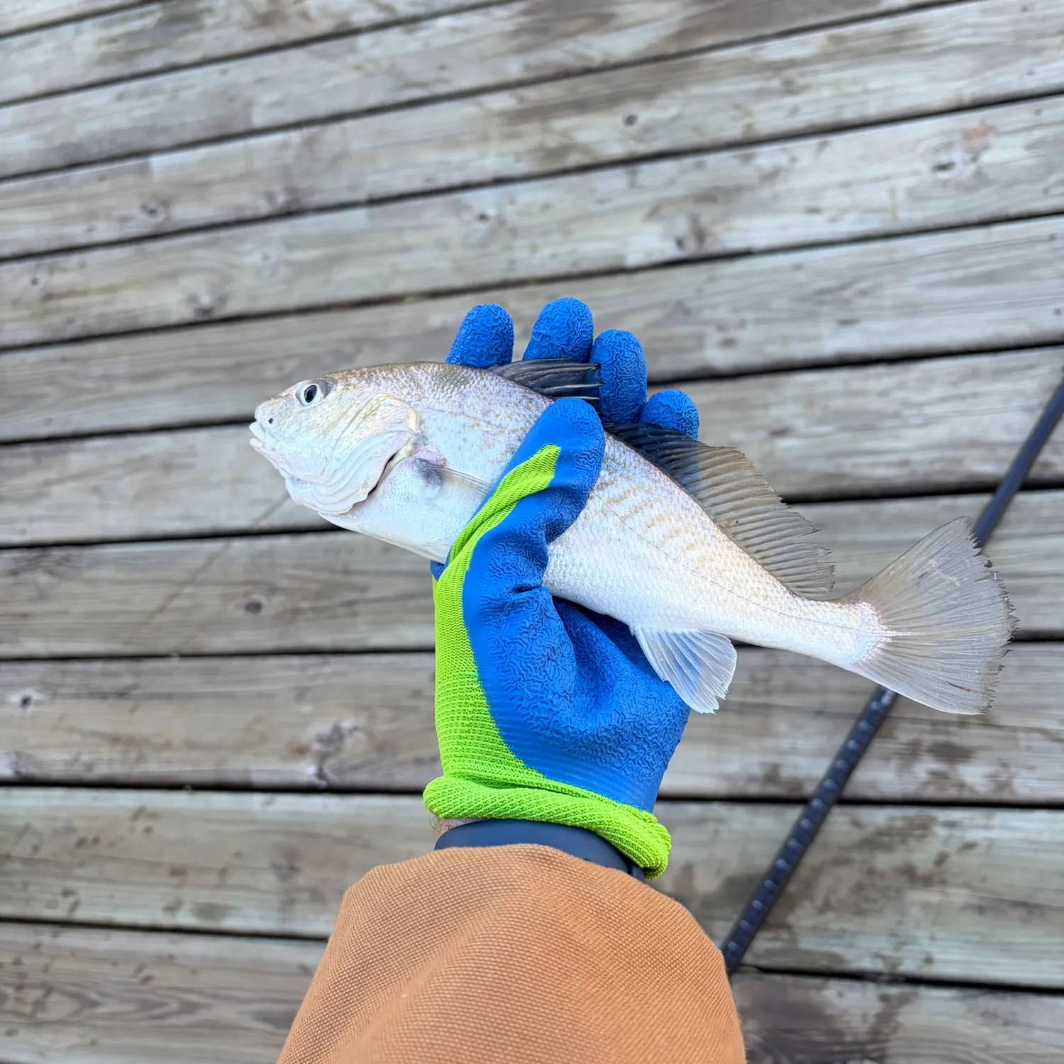 The most recent Atlantic croaker catches on Fishbrain