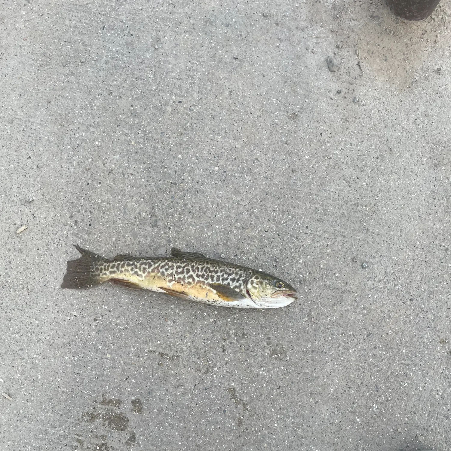 The most recent Tiger trout catches on Fishbrain