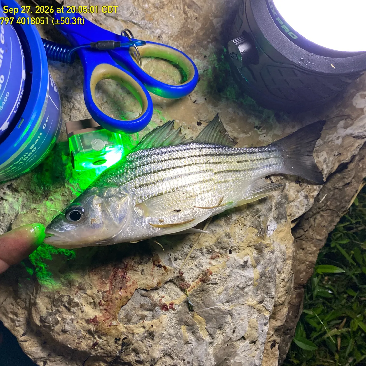 Yellow bass caught on Fishbrain