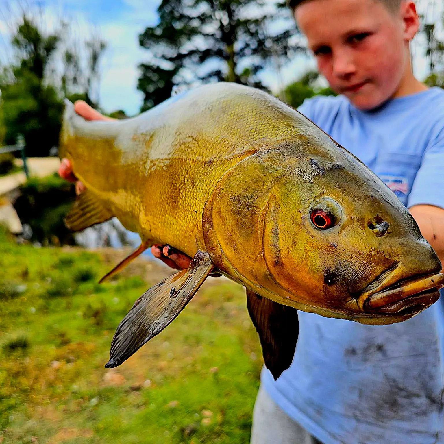 The most recent Tench catches on Fishbrain
