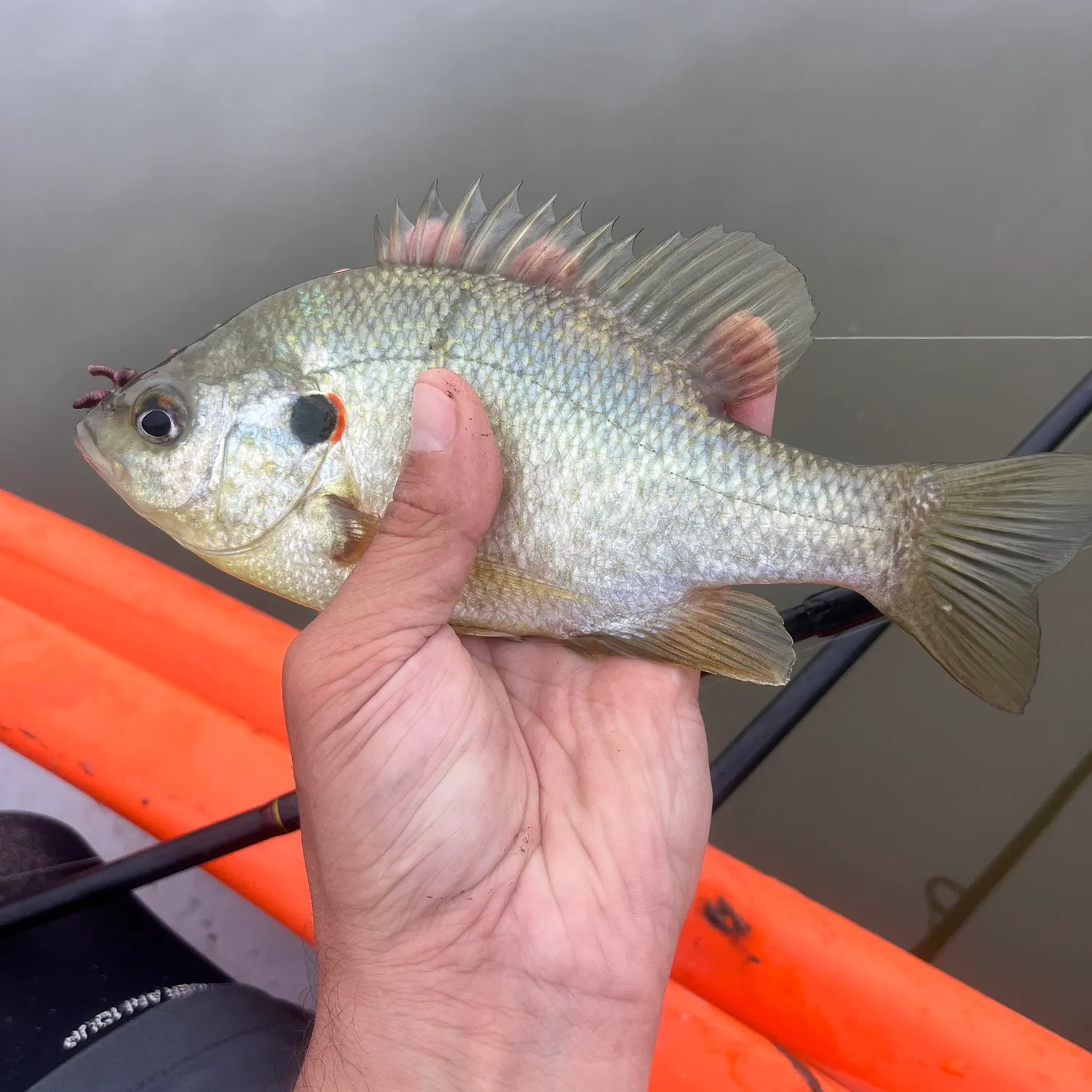 Redear sunfish caught on Fishbrain