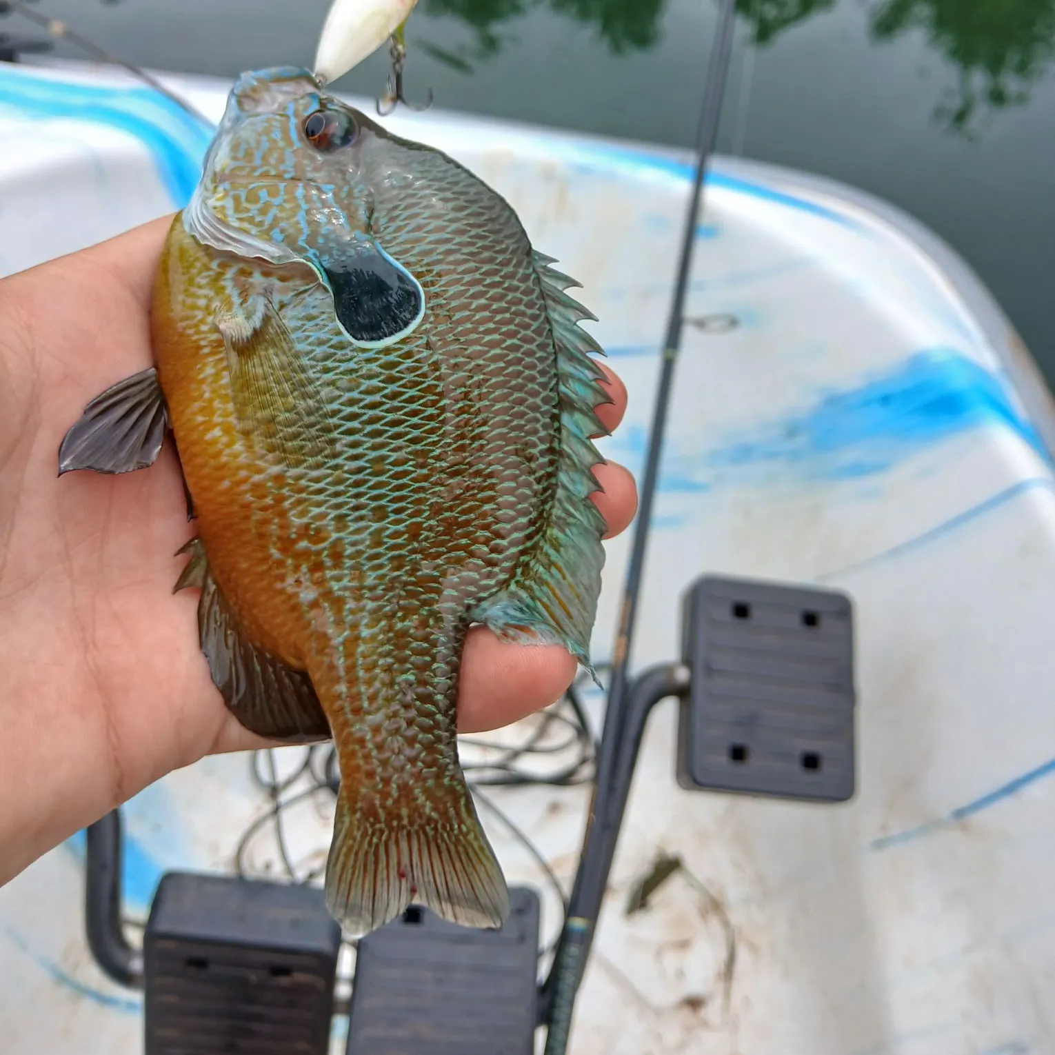 The most recent Plains longear sunfish catches on Fishbrain