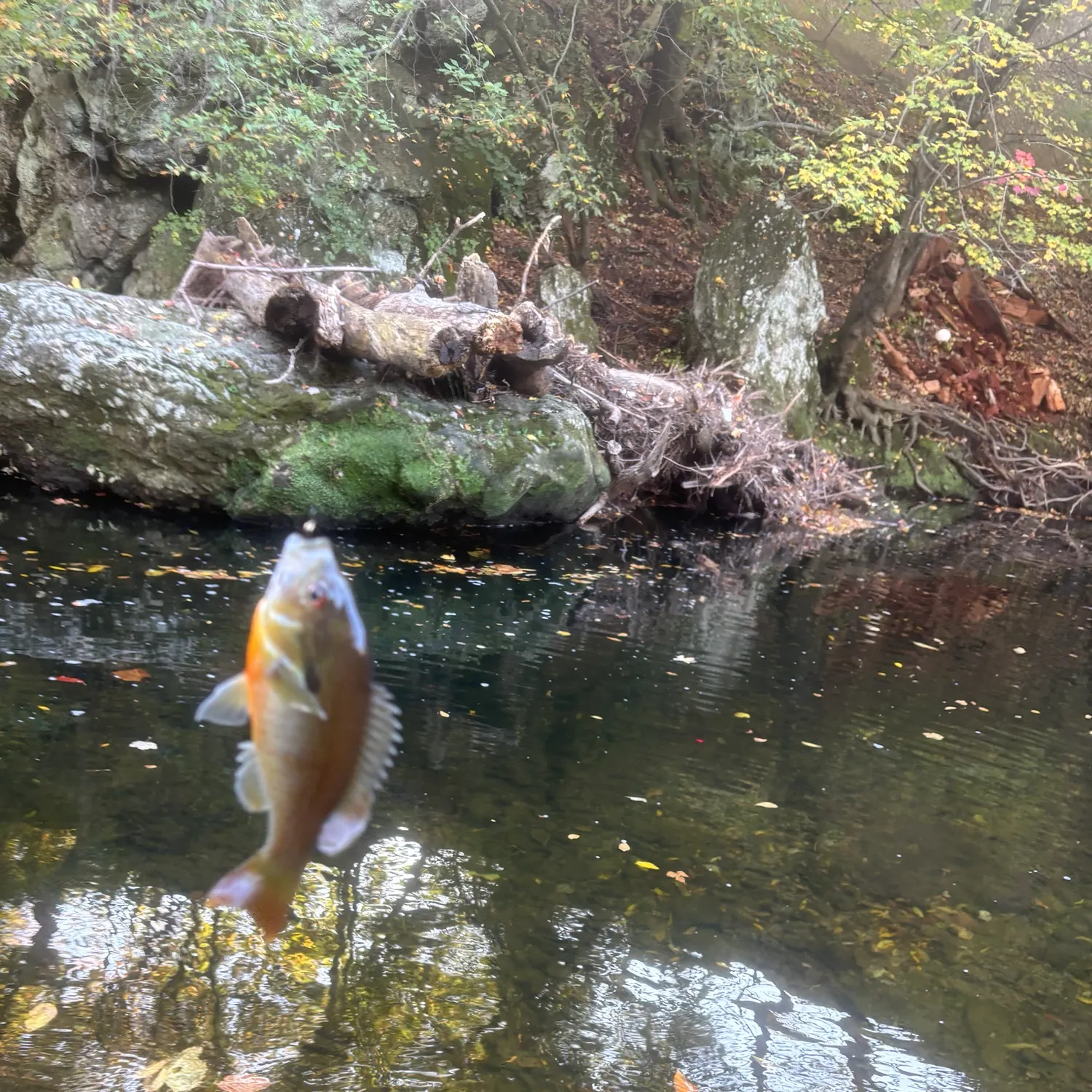 Redbreast sunfish caught on Fishbrain