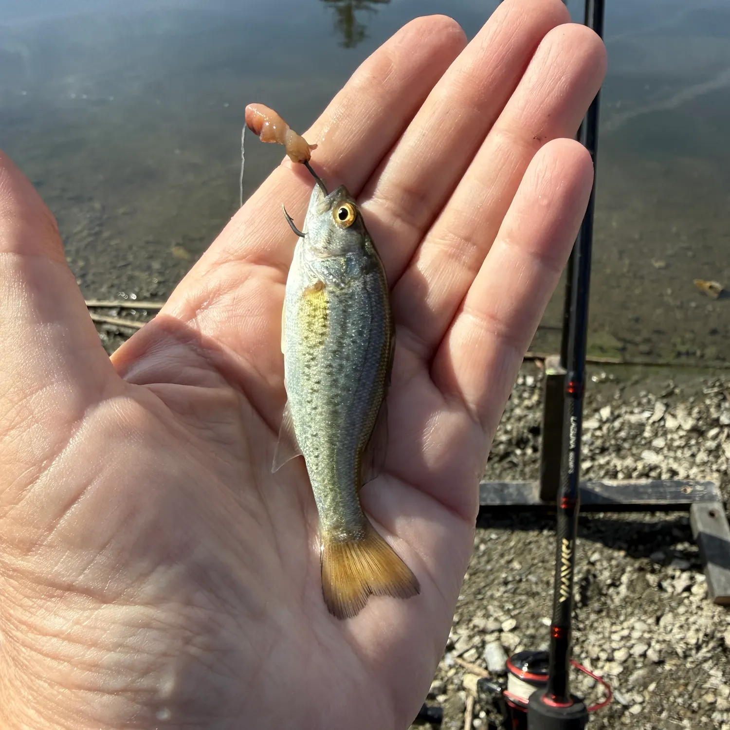 Fish caught on Fishbrain