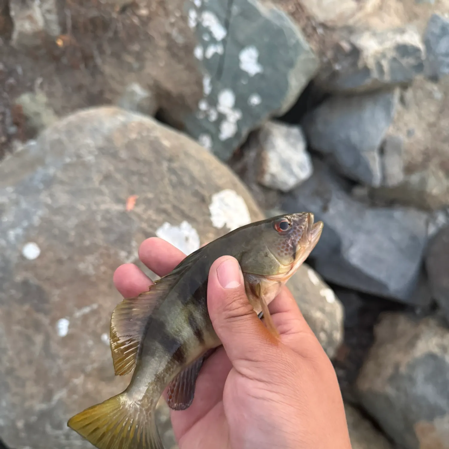 The most recent Barred sand bass catches on Fishbrain