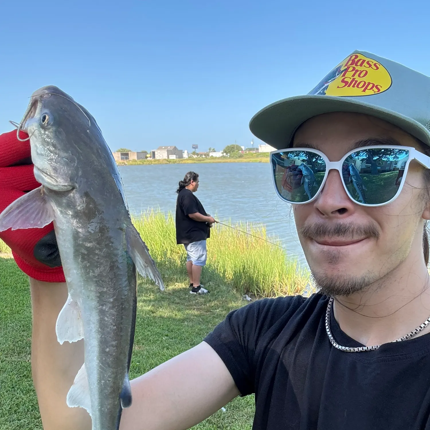 Hardhead sea catfish caught on Fishbrain