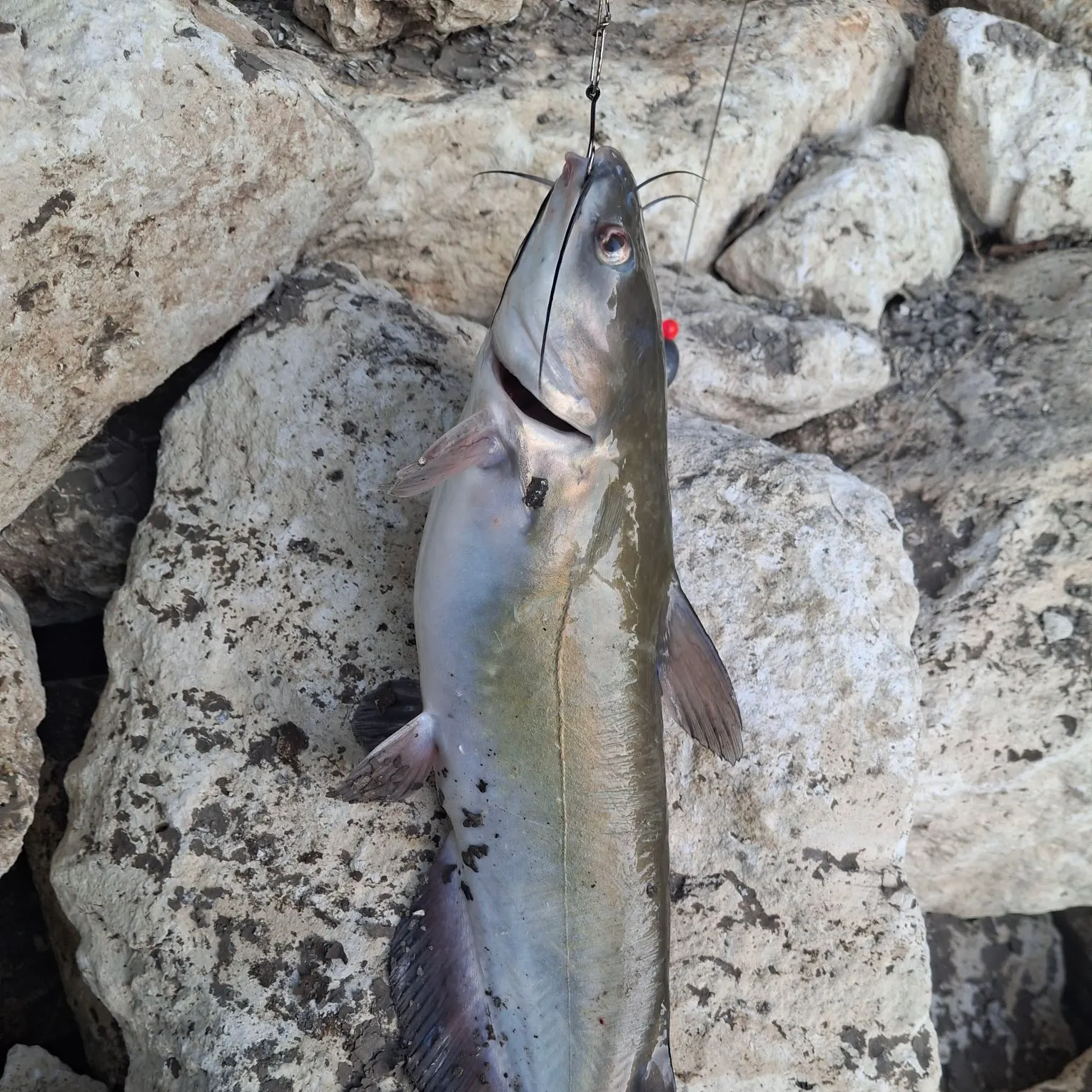 Channel catfish caught on Fishbrain