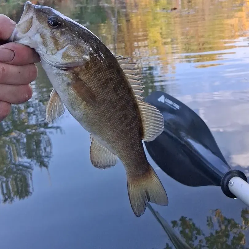 Smallmouth bass caught on Fishbrain