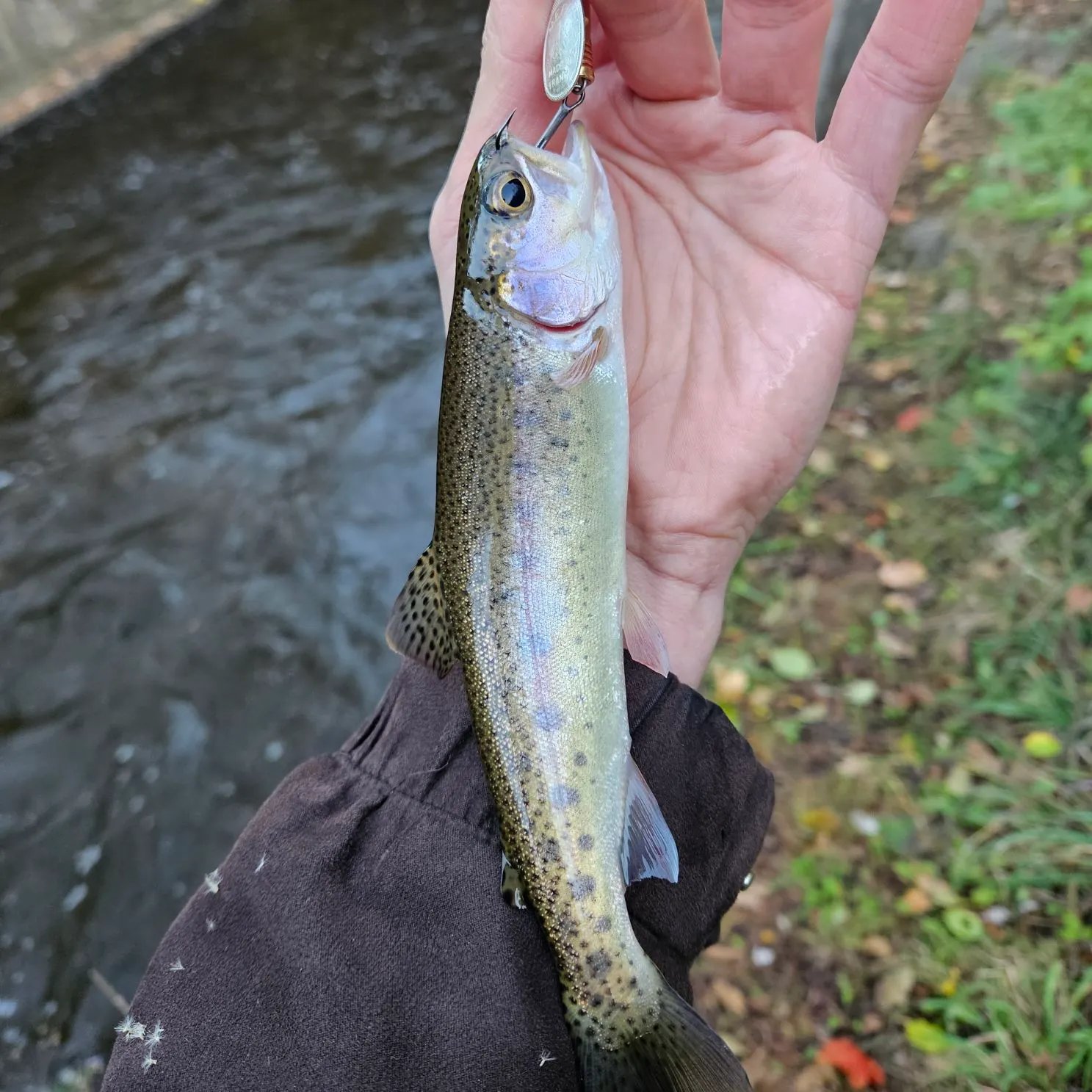 Rainbow trout caught on Fishbrain