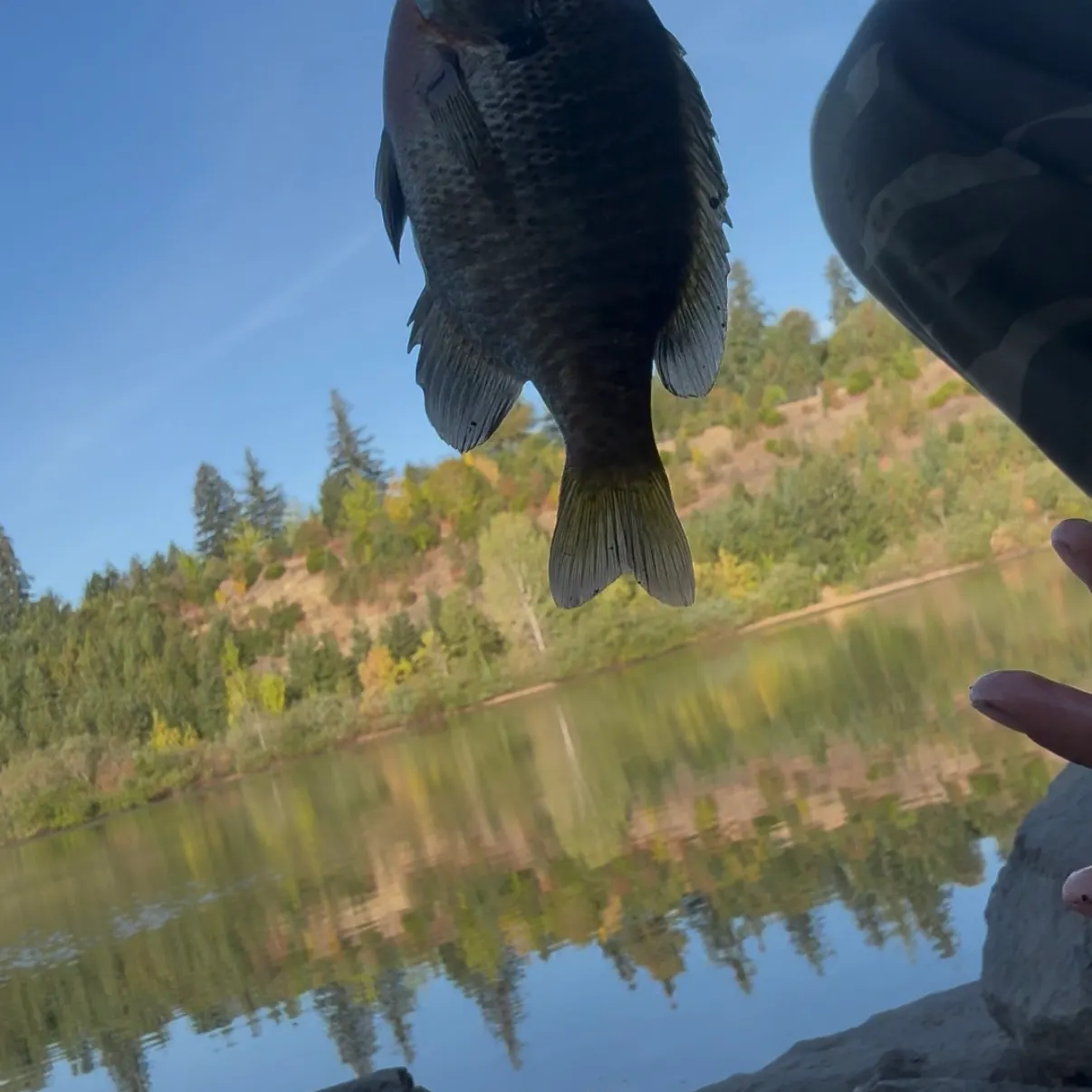 Bluegill caught on Fishbrain