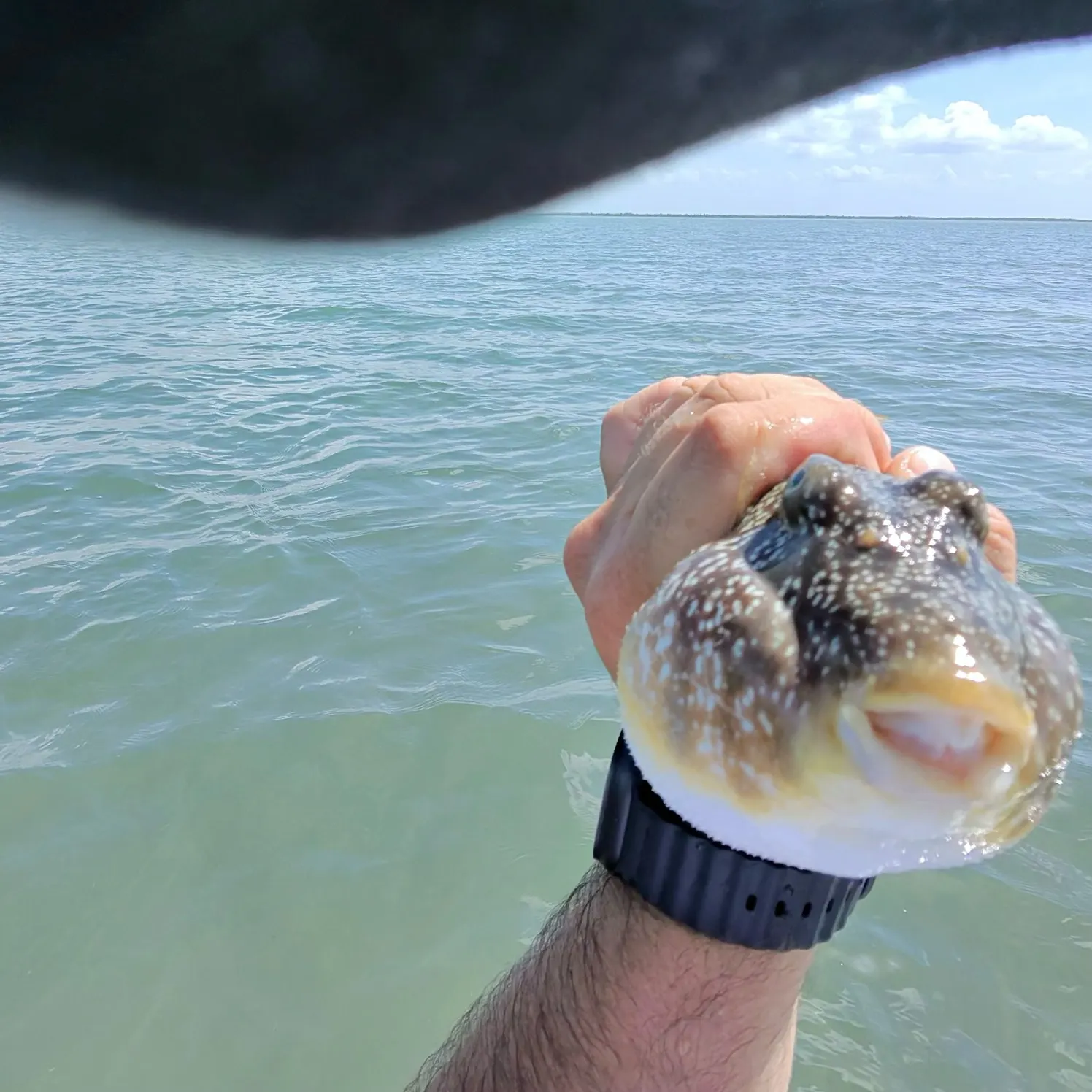 Southern puffer caught on Fishbrain