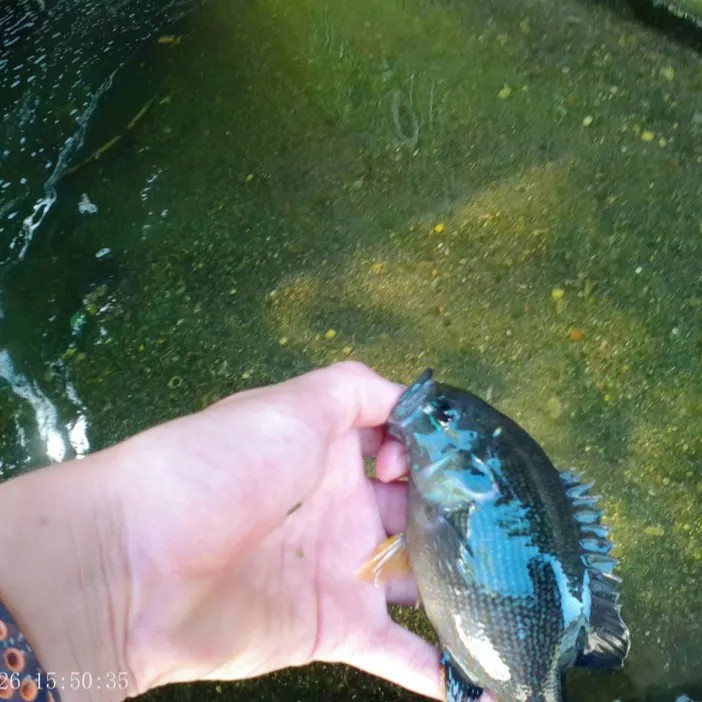 Green sunfish caught on Fishbrain
