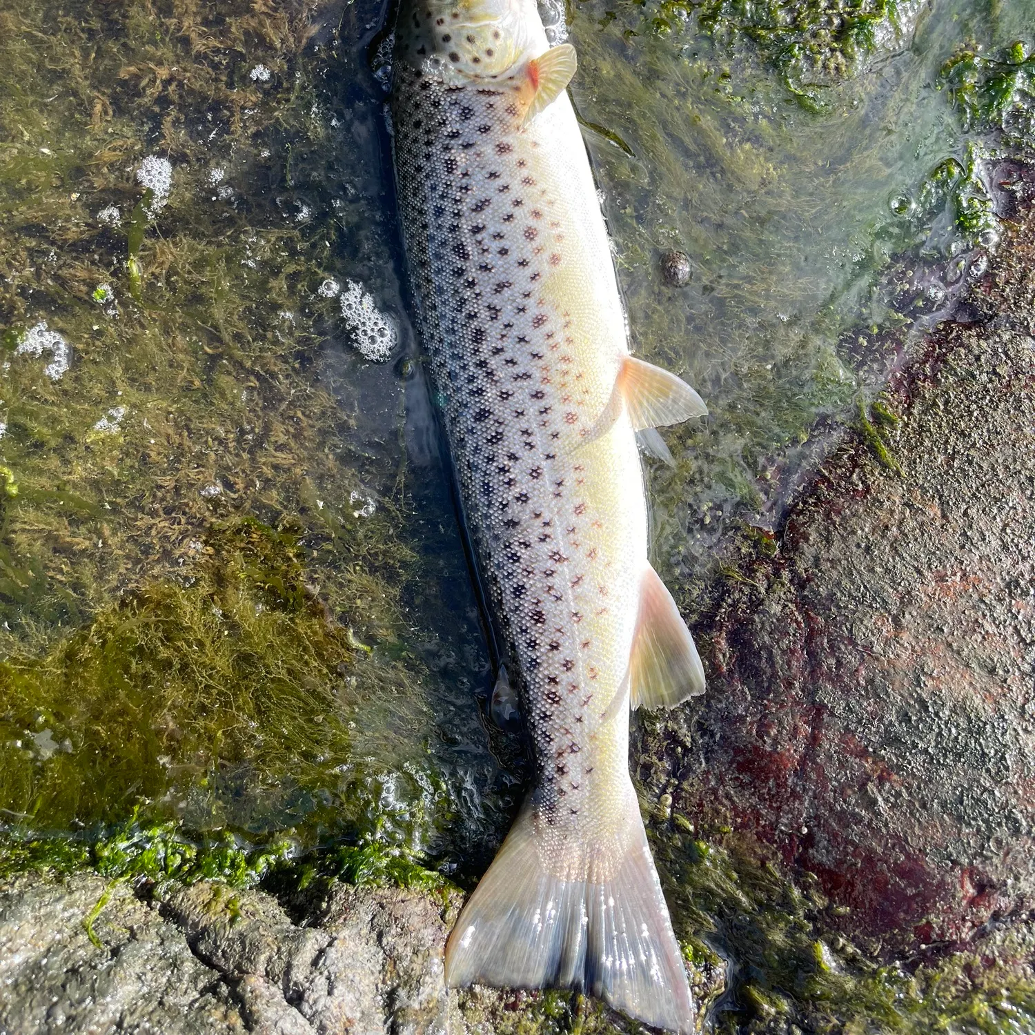 Sea trout caught on Fishbrain