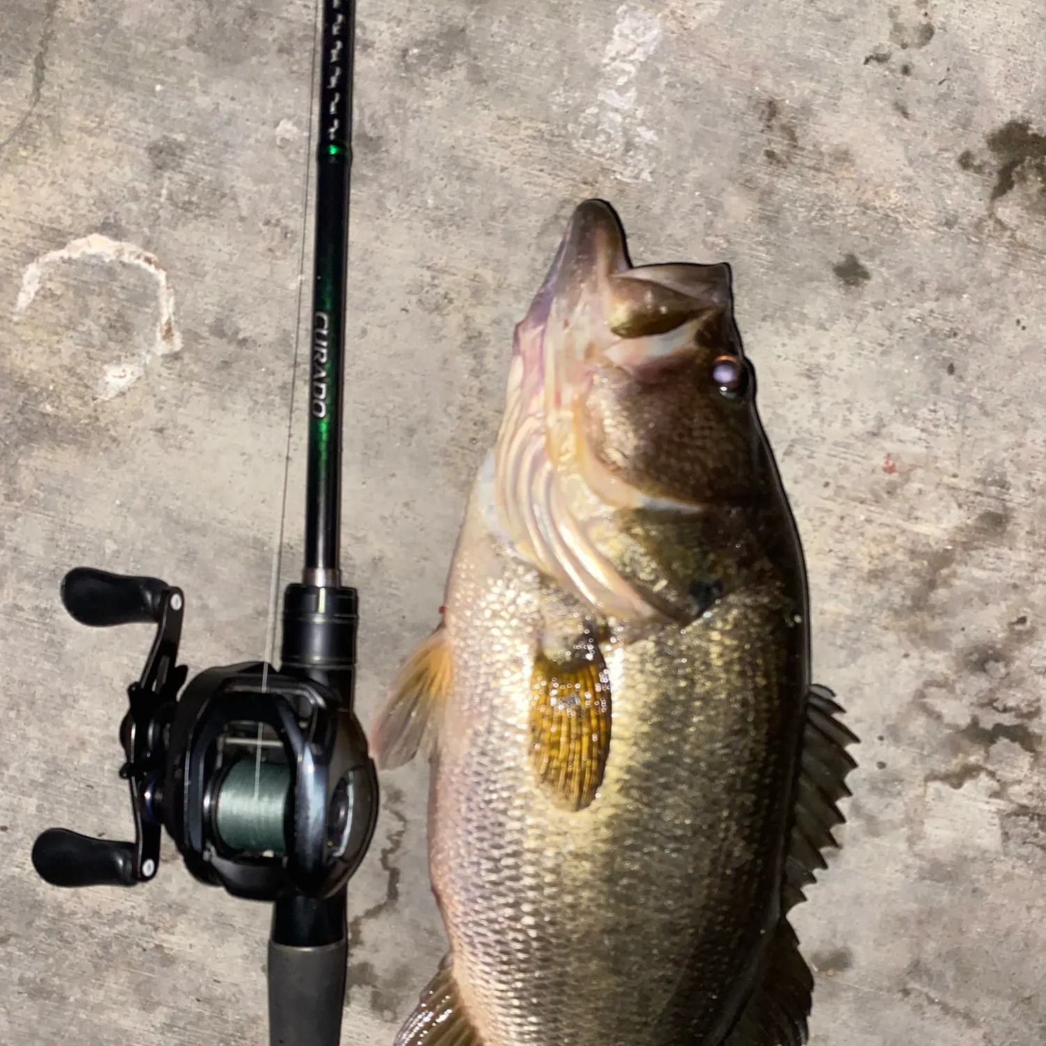 Largemouth bass caught on Fishbrain