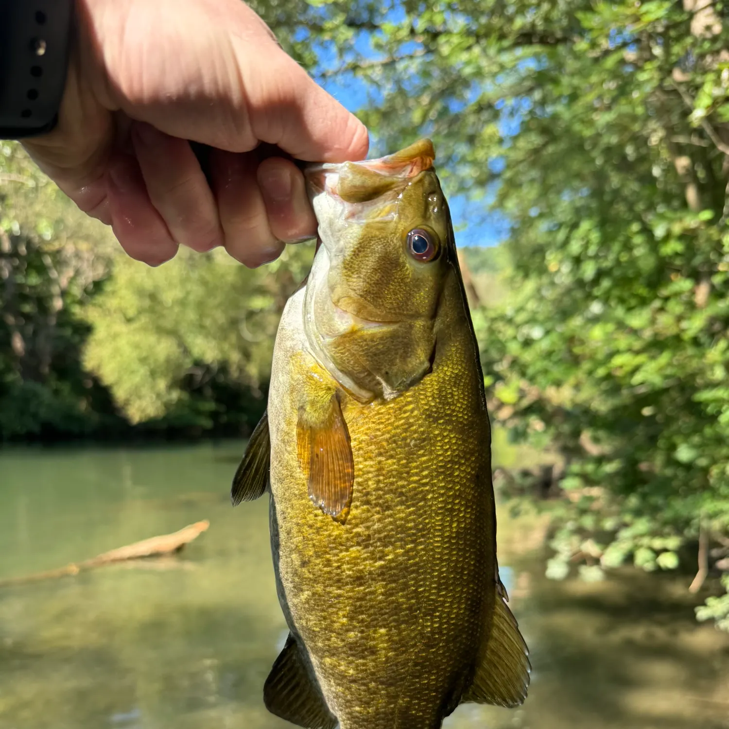 Smallmouth bass caught on Fishbrain