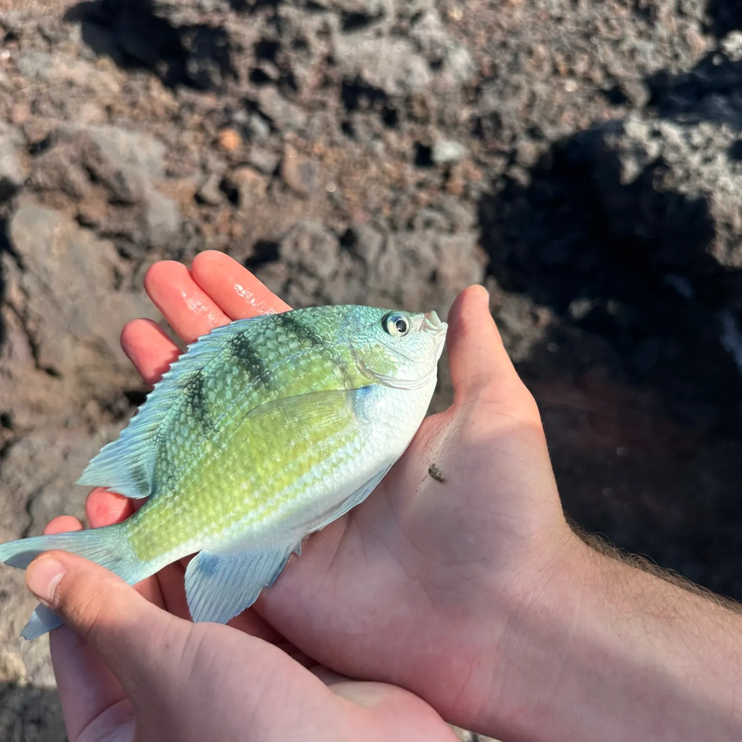 The most recent Hawaiian sergeant major catches on Fishbrain