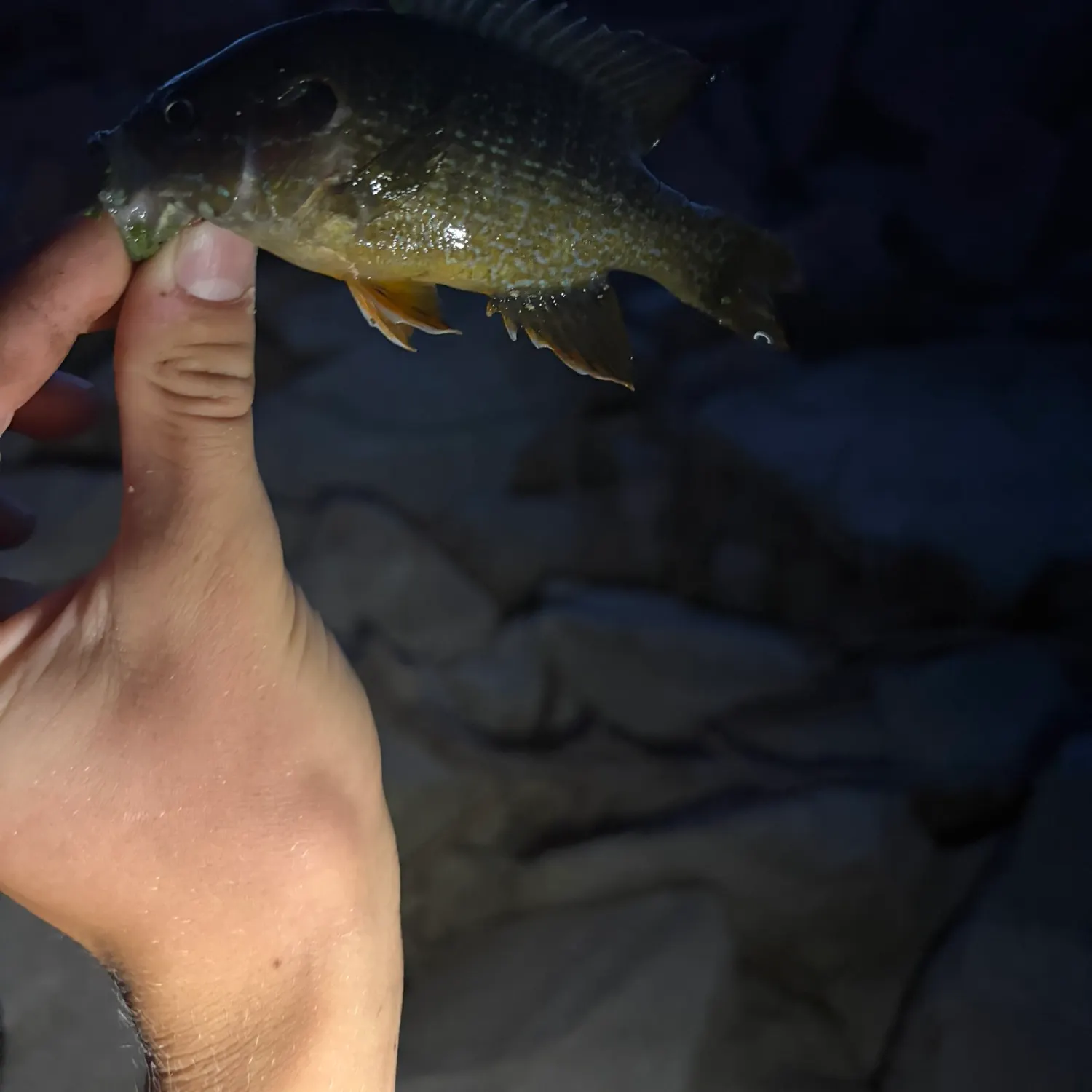 Green sunfish caught on Fishbrain