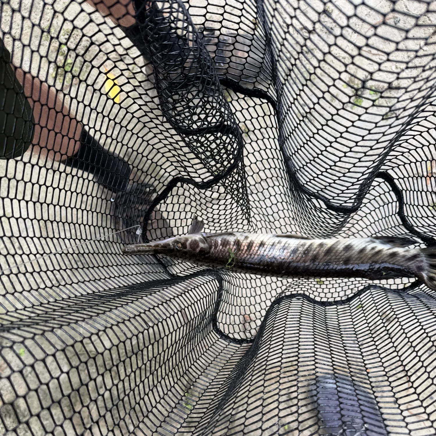 Florida gar caught on Fishbrain