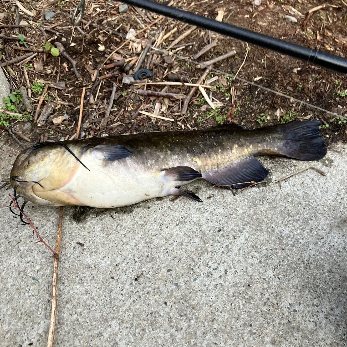 Black bullhead caught on Fishbrain