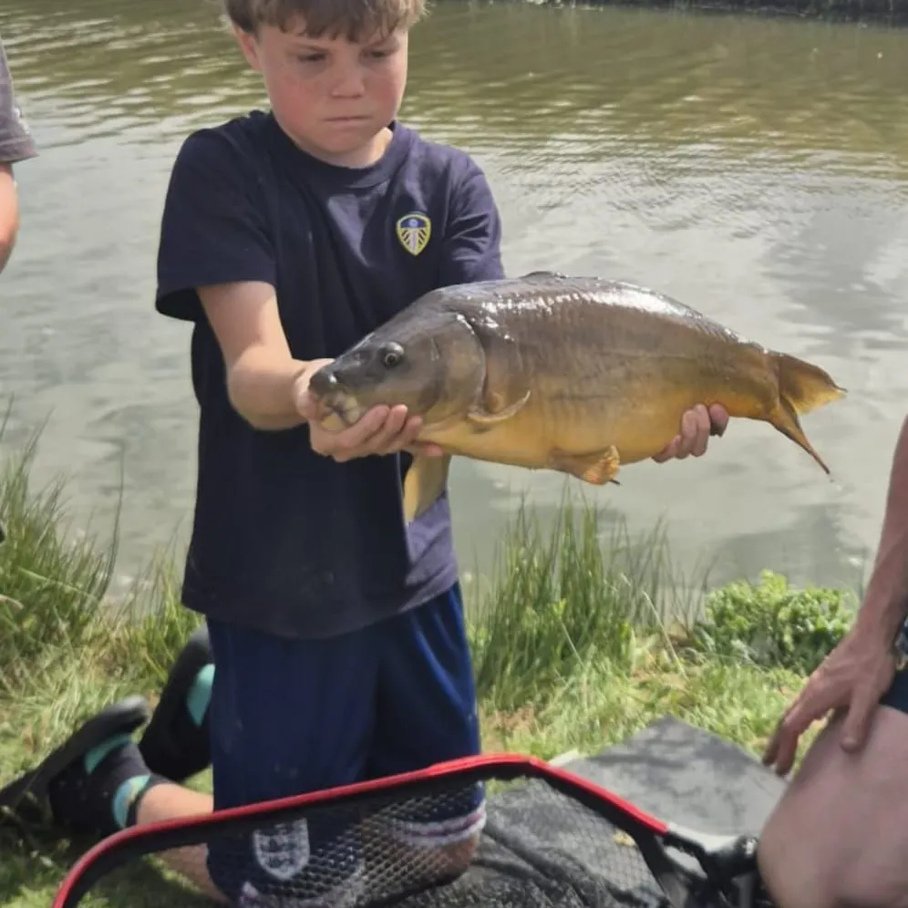 Leather carp caught on Fishbrain