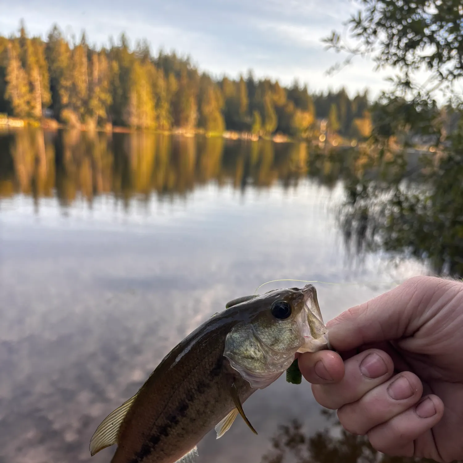 Smallmouth bass caught on Fishbrain