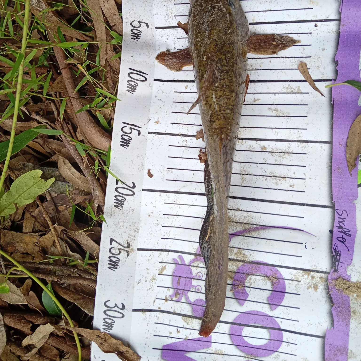 The most recent Dewfish catches on Fishbrain