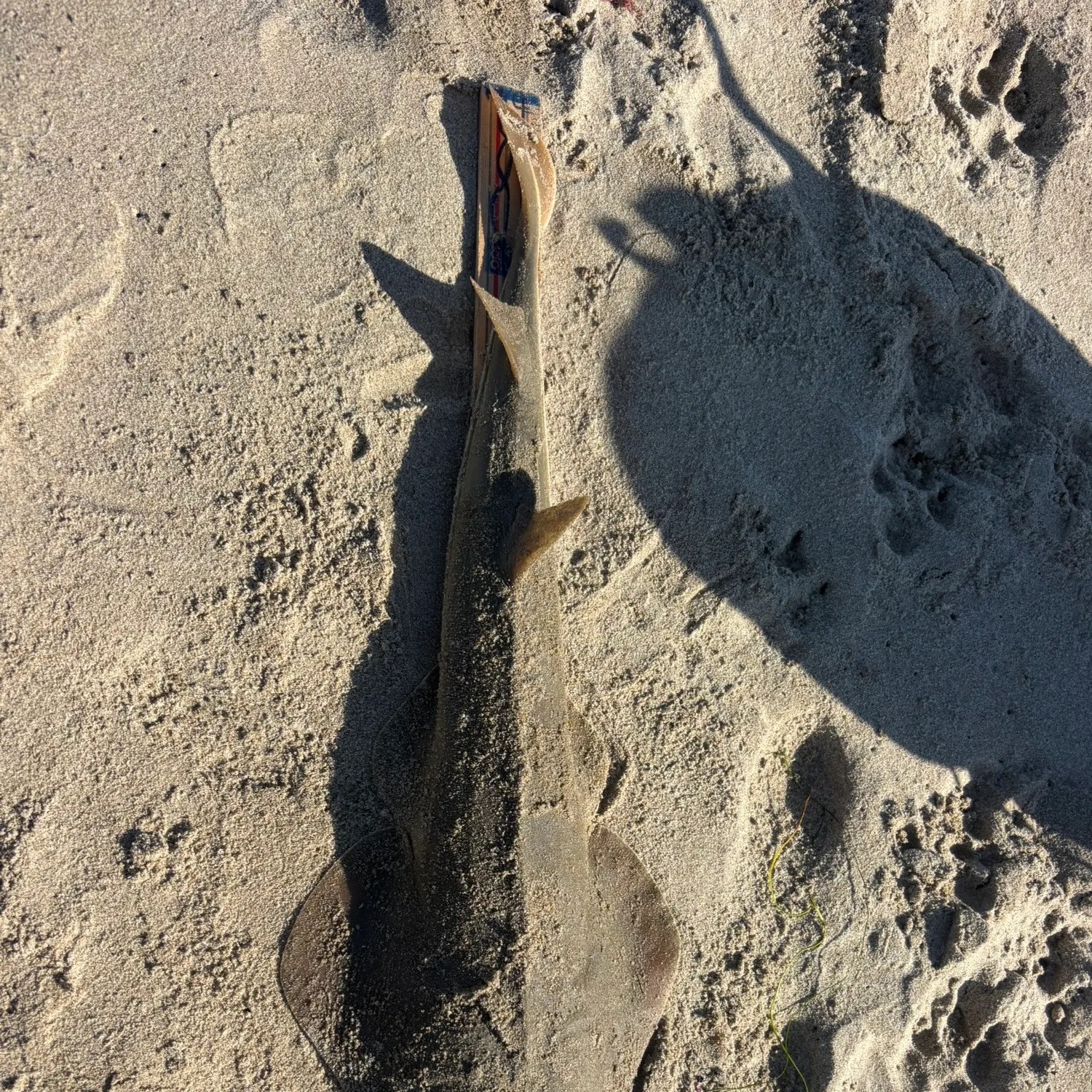 The most recent Pacific shovelnose guitarfish catches on Fishbrain