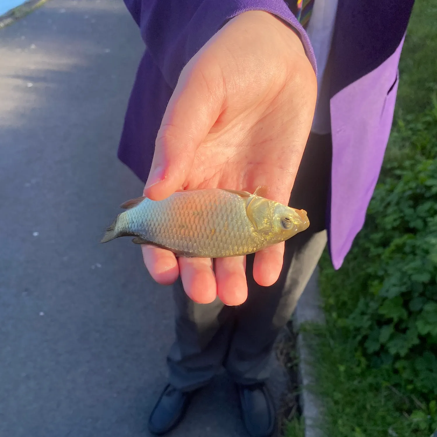Common carp caught on Fishbrain