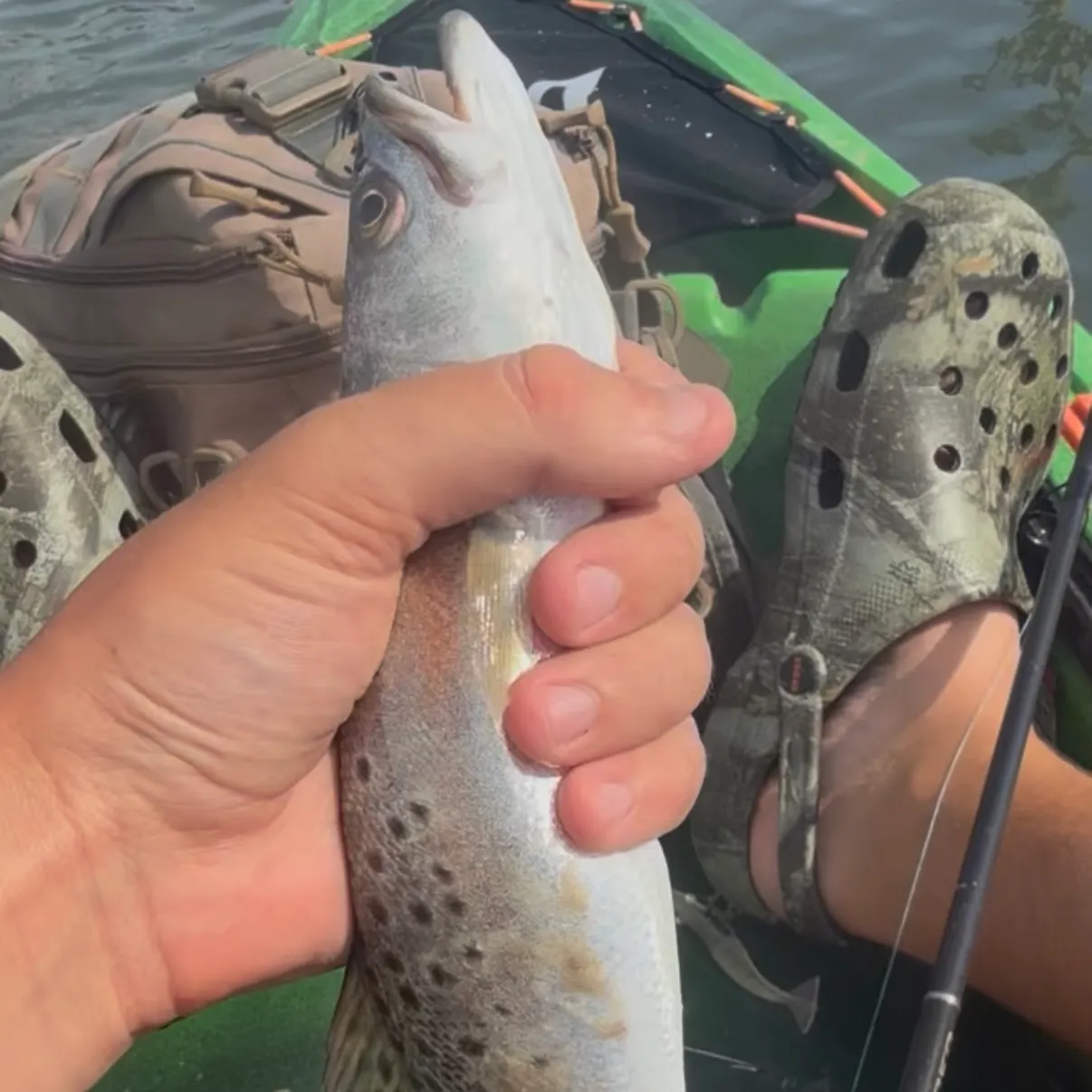 Spotted seatrout caught on Fishbrain