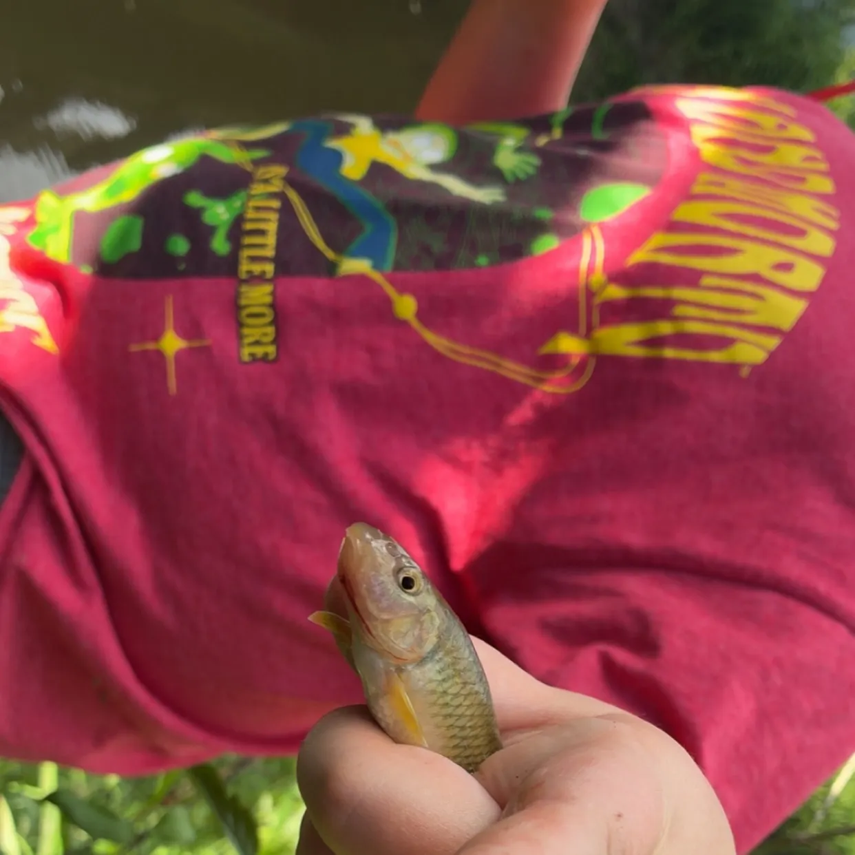 The most recent River chub catches on Fishbrain